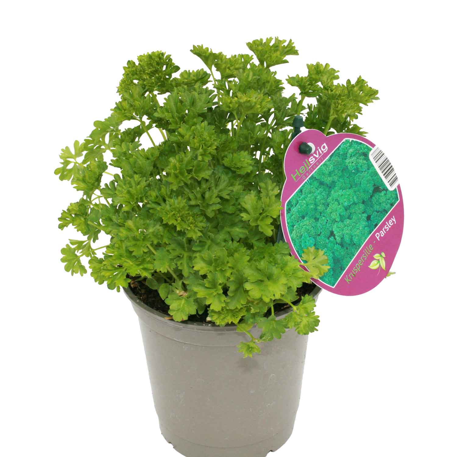 Mug Parsley - Petroselinum crispum 12 cm. pot.