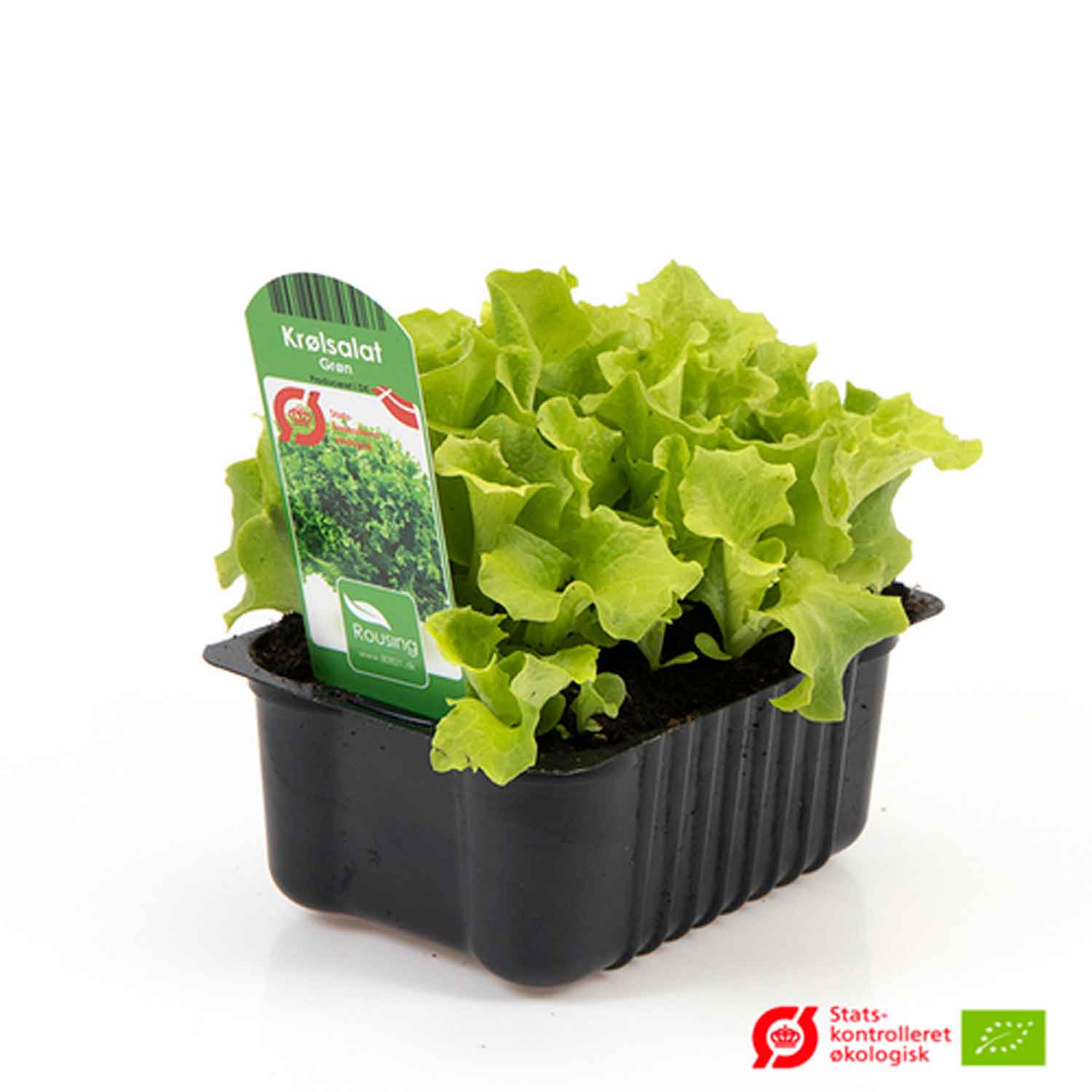 Salad green curly lettuce in box