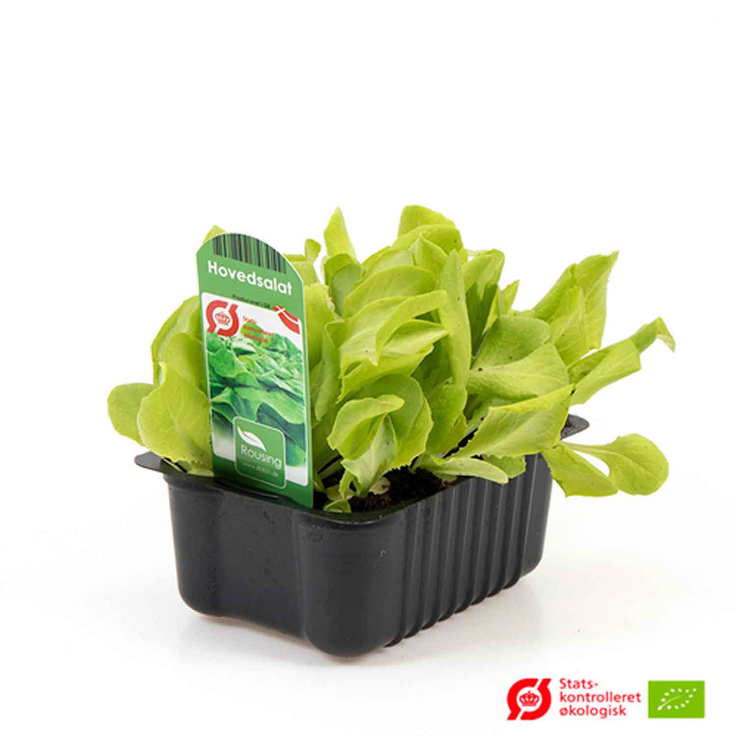 Salad head lettuce in box