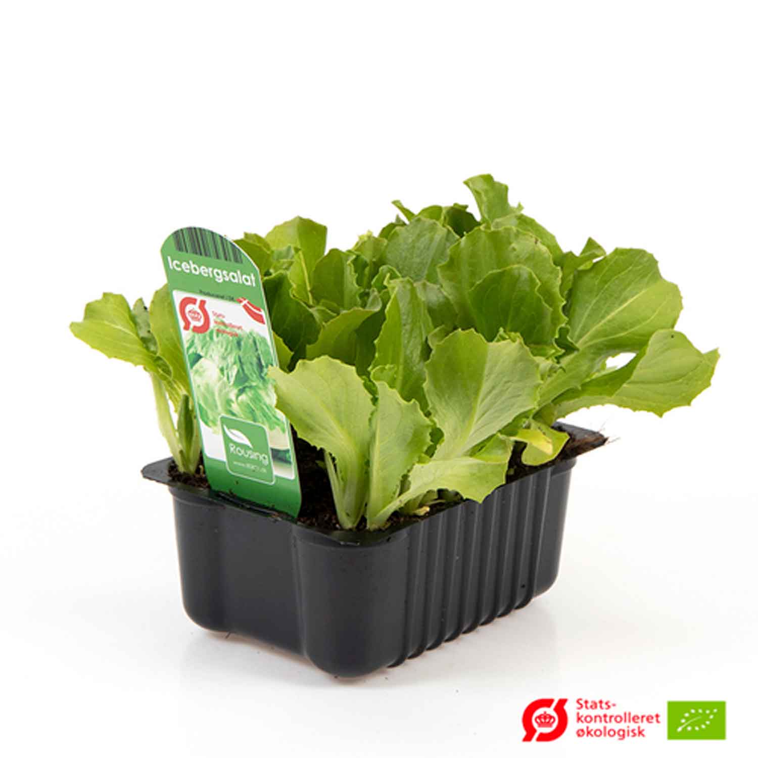 Iceberg lettuce in a box