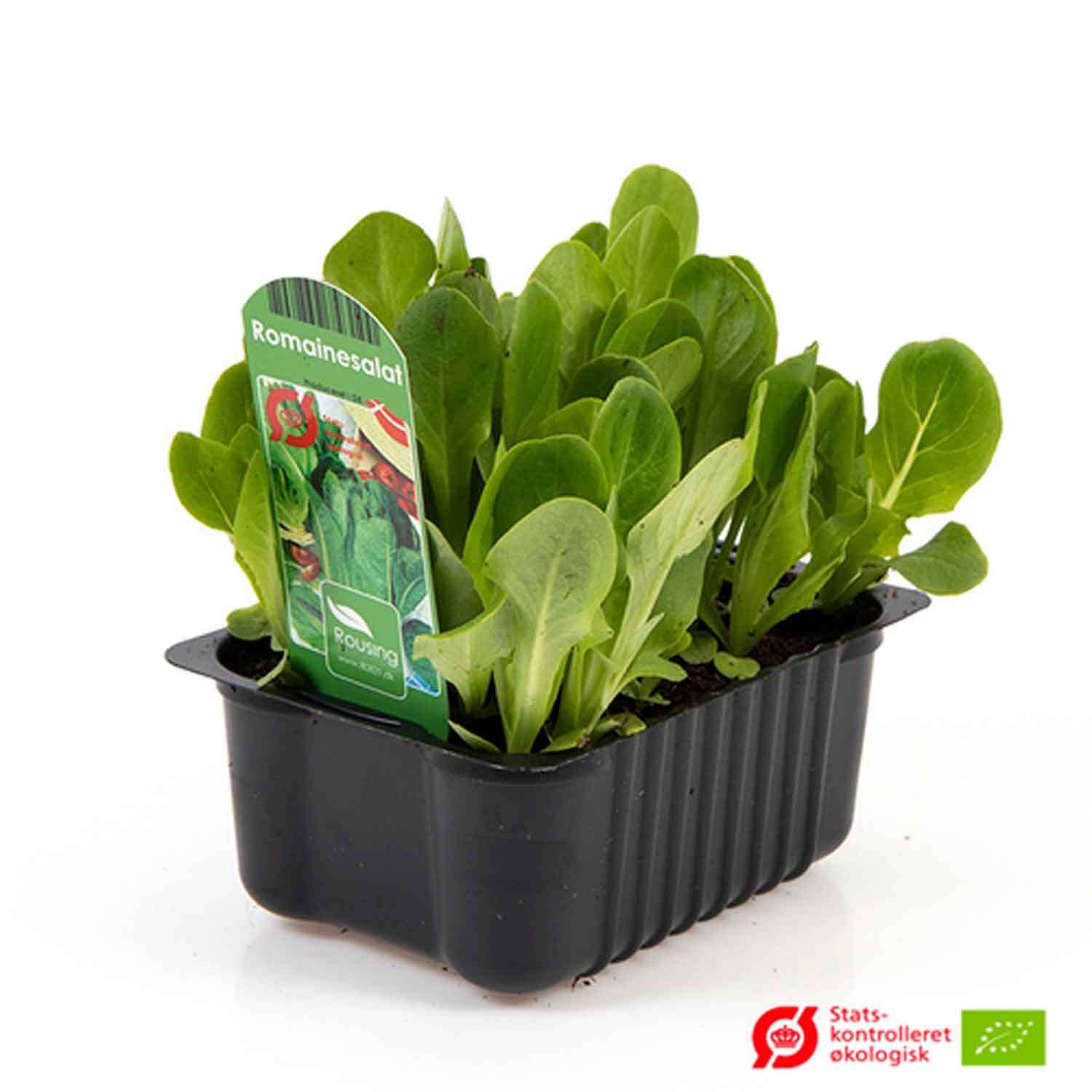 Romaine lettuce in a box