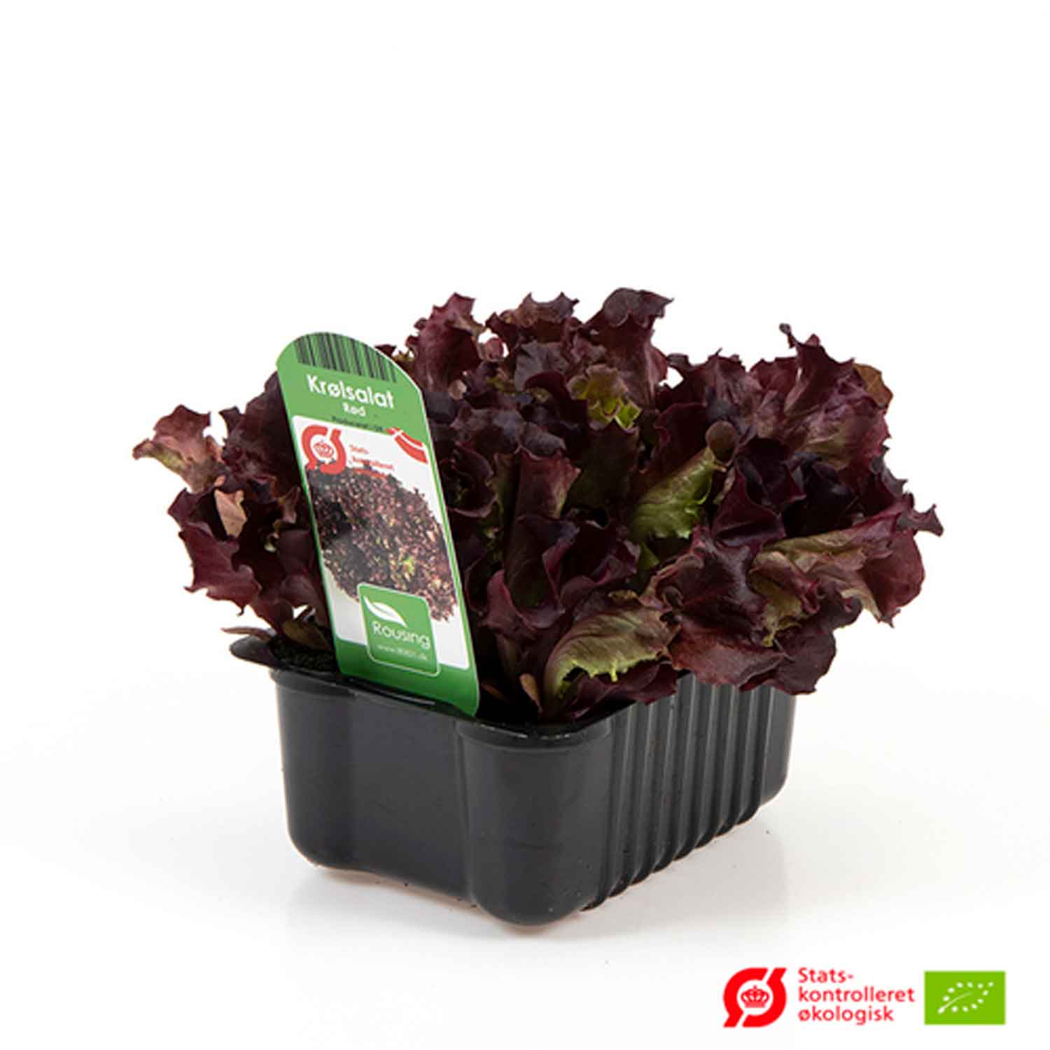 Salad red curly lettuce in box