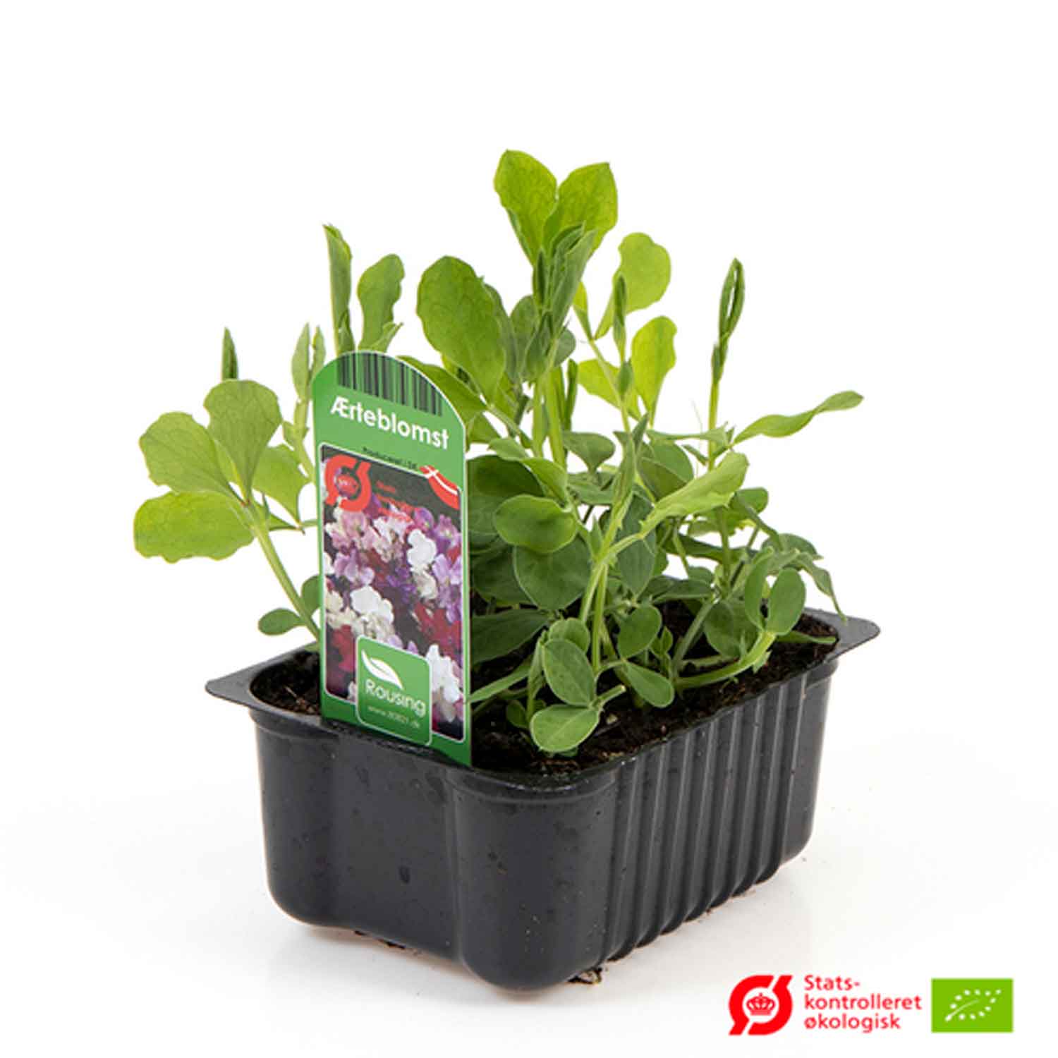 LATHYRUS ODORATUS In box