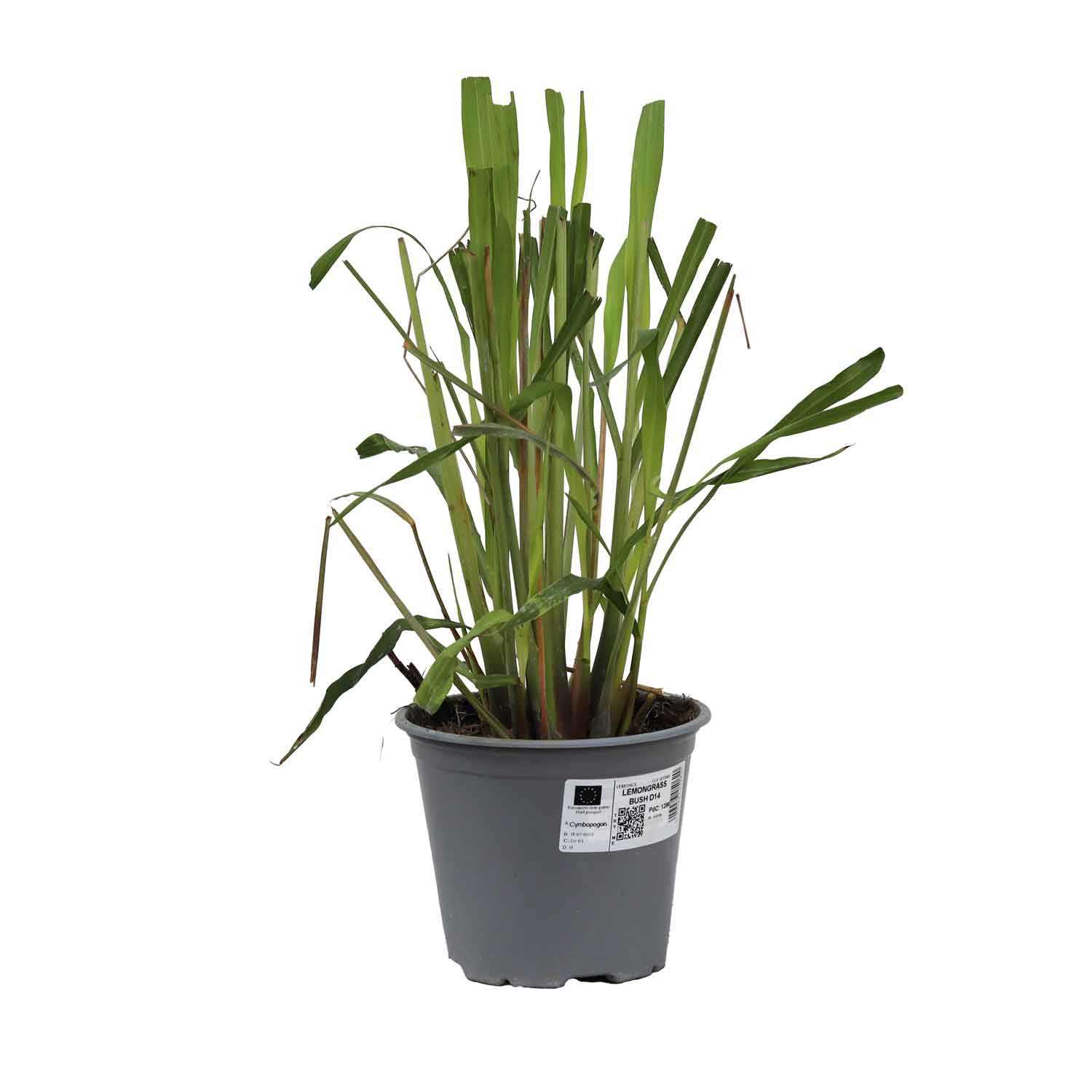 Lemongrass Bush D14