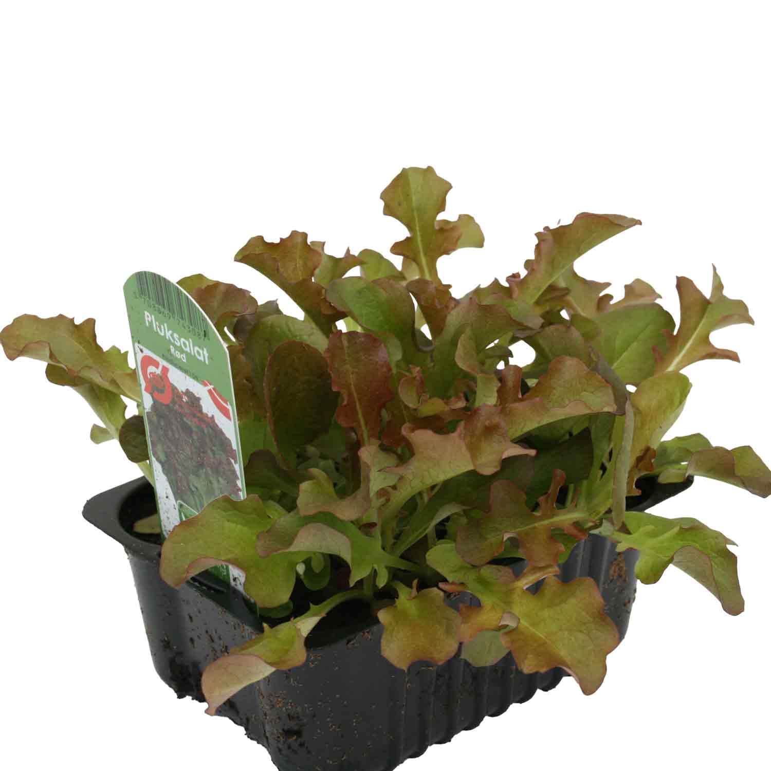 Lettuce red pick in box