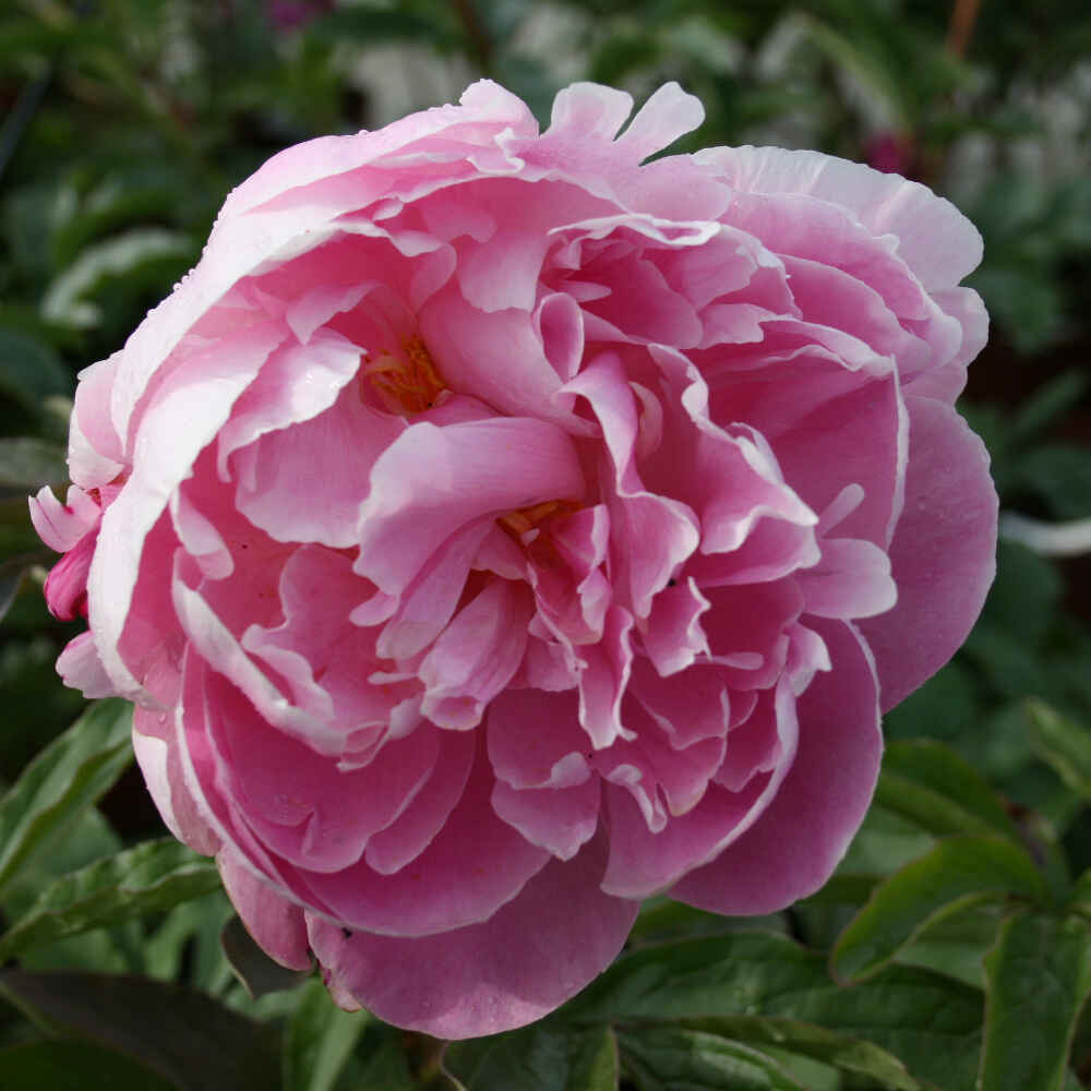 Silk peony - Paeonia lactiflora 'Lady Alexander Duff'