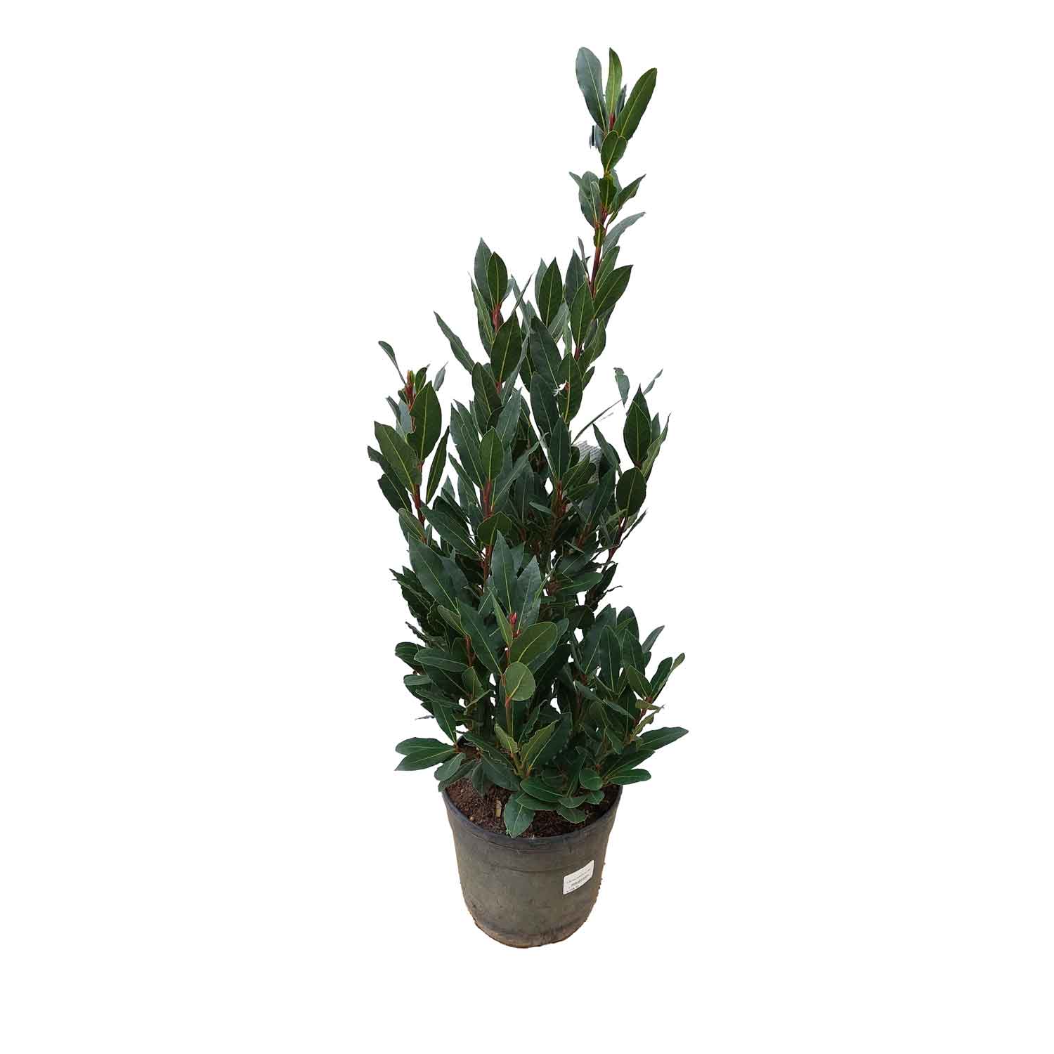 Laurus nobilis 21cm 