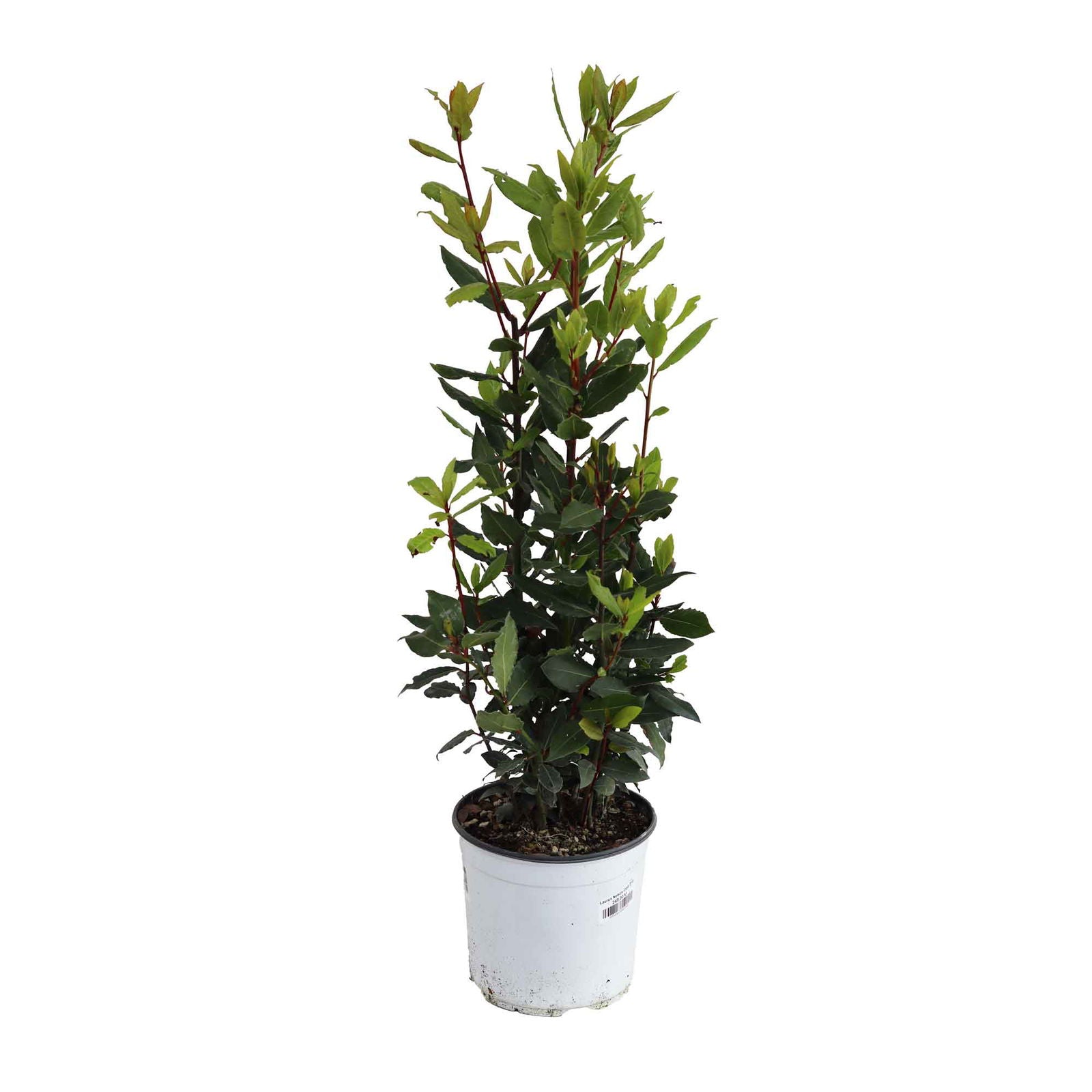 Laurus Nobilis Cesp.D18