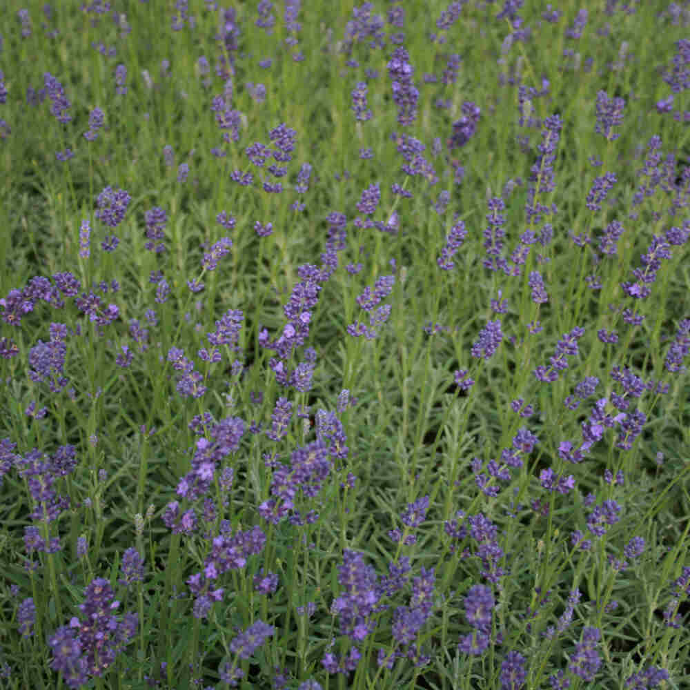 Lavandula 'Essence Purple' - i färgad kruka m. EAN 2,3L/17cm cm