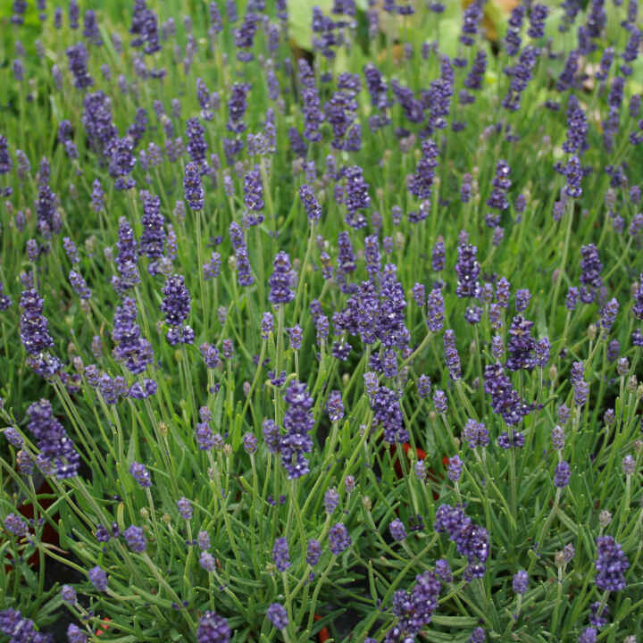 Lavender - Lavandula ang. 'Hidcote Blue' 11C