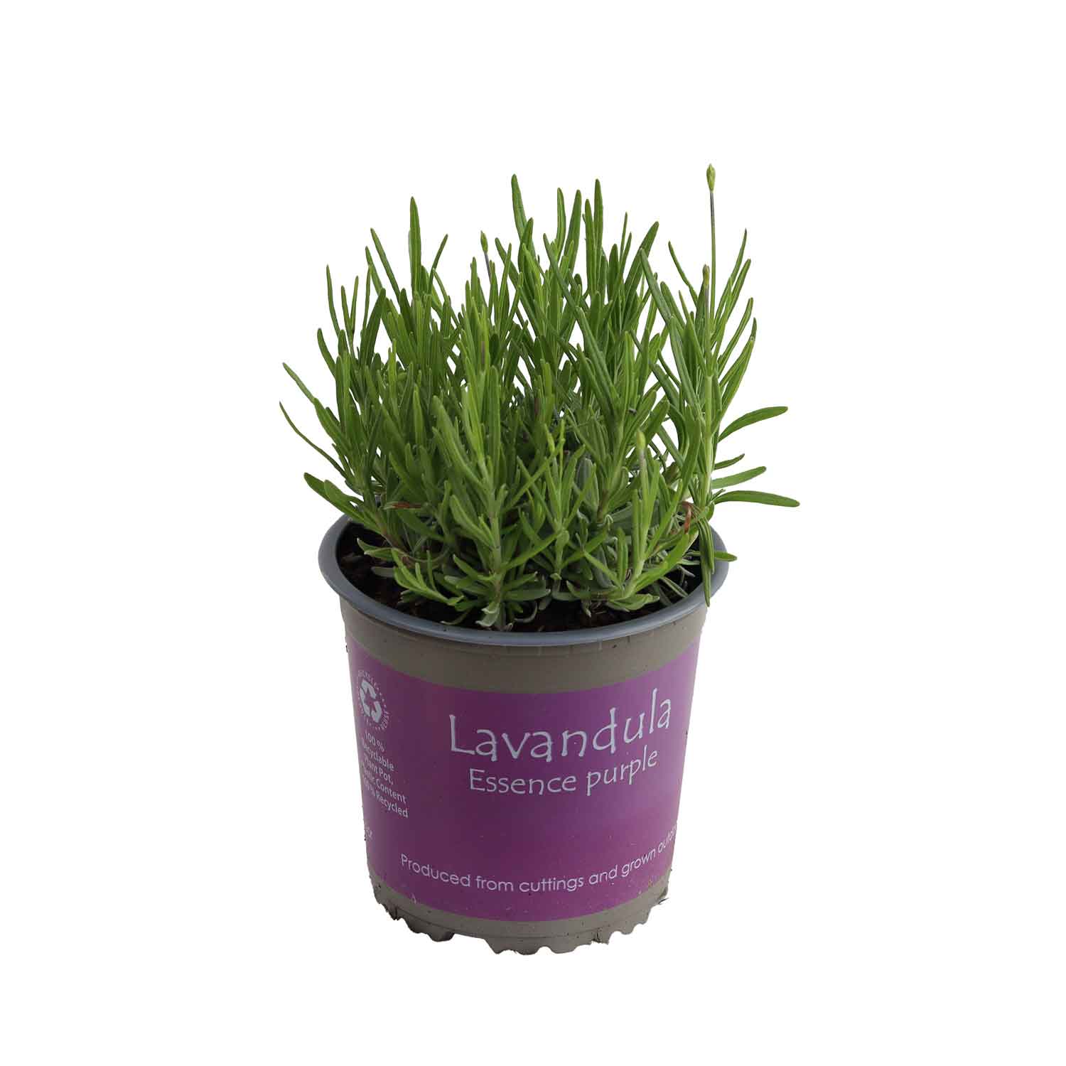 Lavandula 'Essence Purple' - i färgad kruka m. EAN 1L / 13cm cm