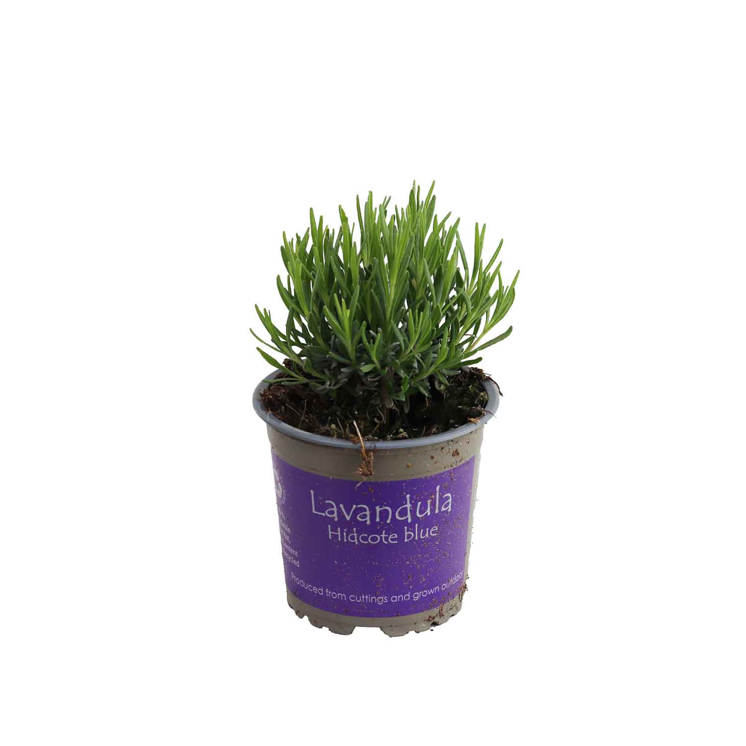 Lavandula 'Hidcote Blue' - i farvet potte m. EAN  11 cm