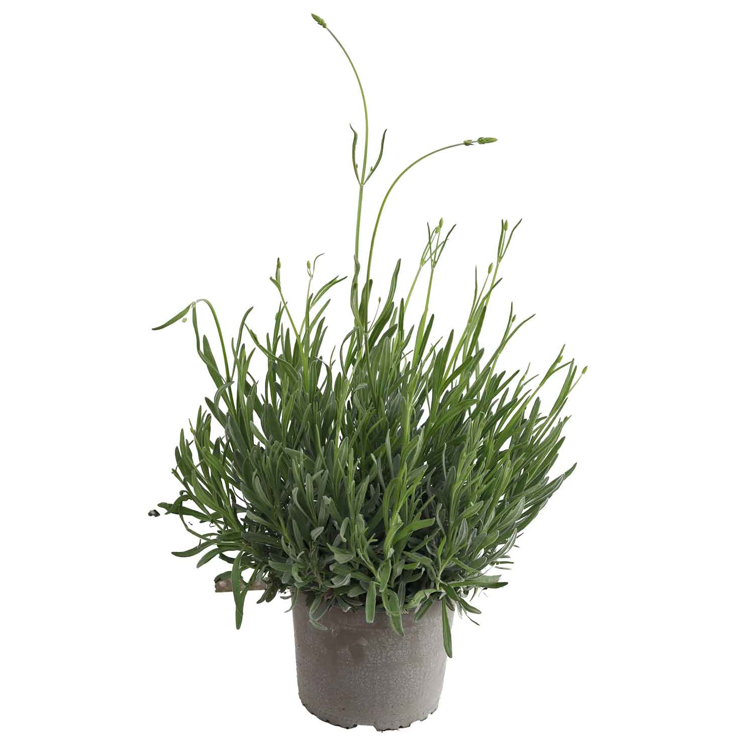 Lavandula Officinalis Bush D19