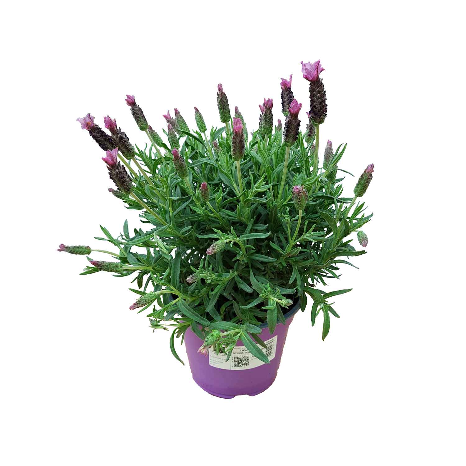 LAVENDEL STOECHAS BUSH D14