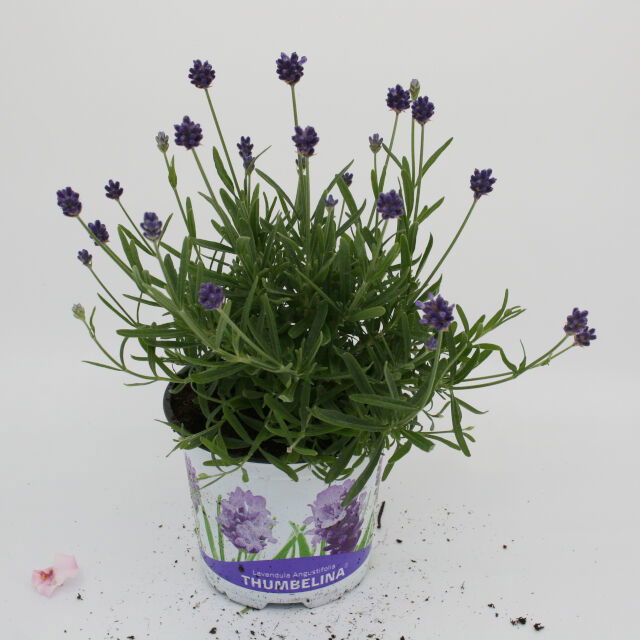 Lavandula angustifolia 'Thumbelina' 10,5cm pot