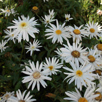 Kæmpemargerit <br>- Leucanthemum