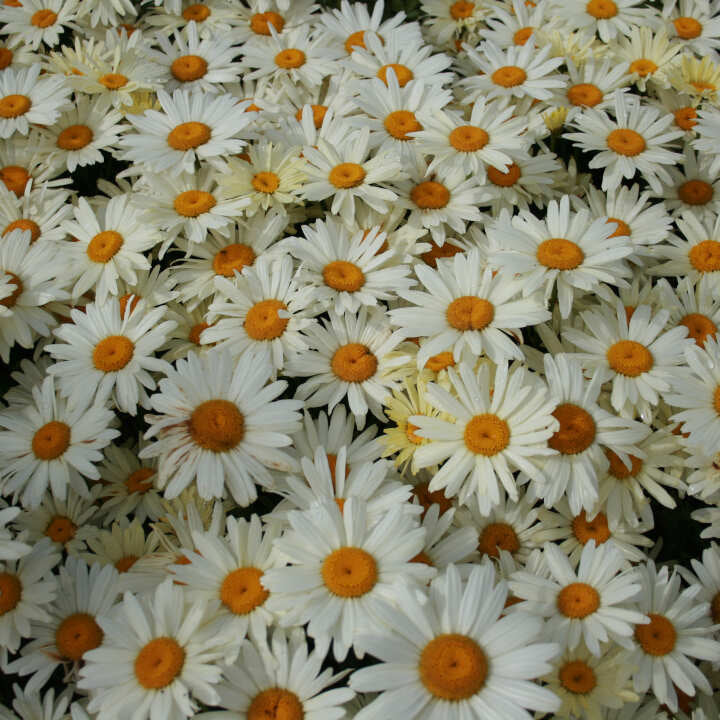 Leucanthemum hybrid 'Banana Creme' 2 L