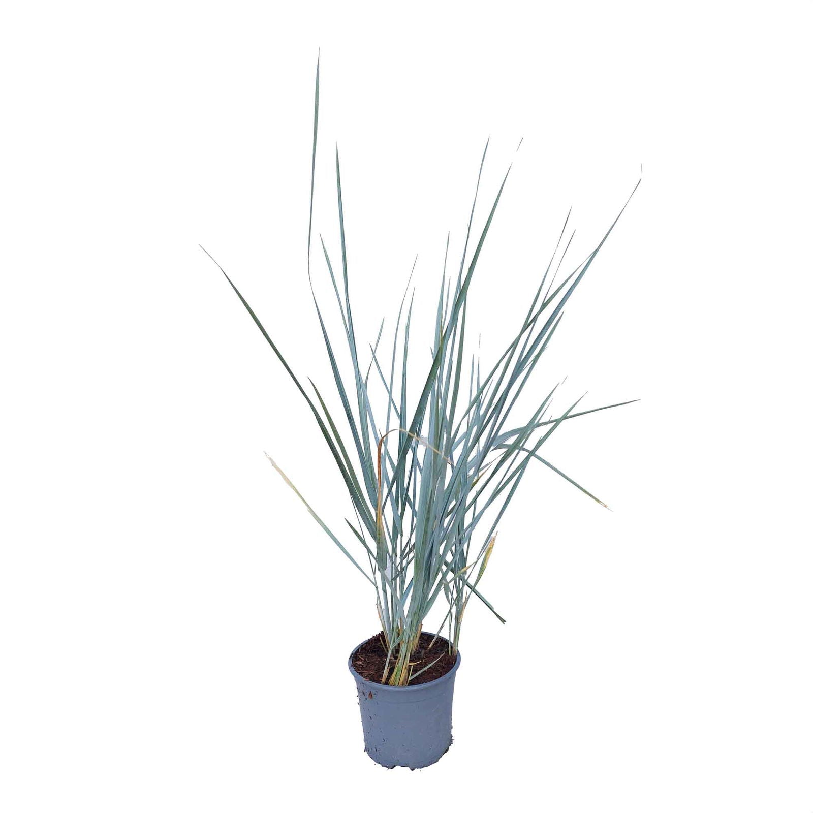 Marehalm - Leymus arenarius 'Blue Dune' 2L pot