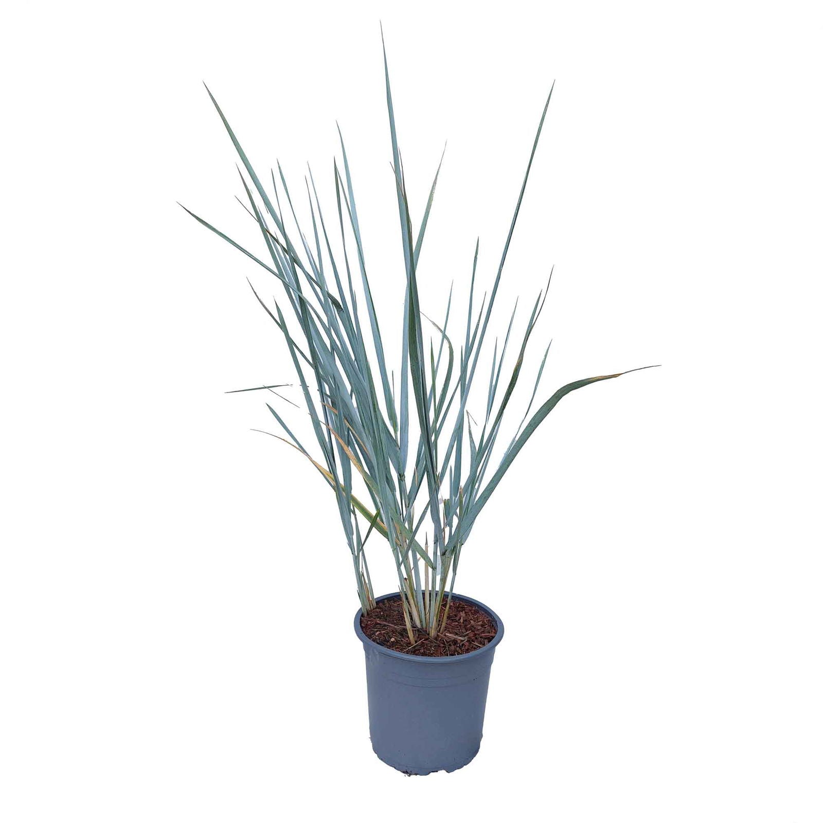 Mare's grass - Leymus arenarius 'Blue Dune' - 5L Pot