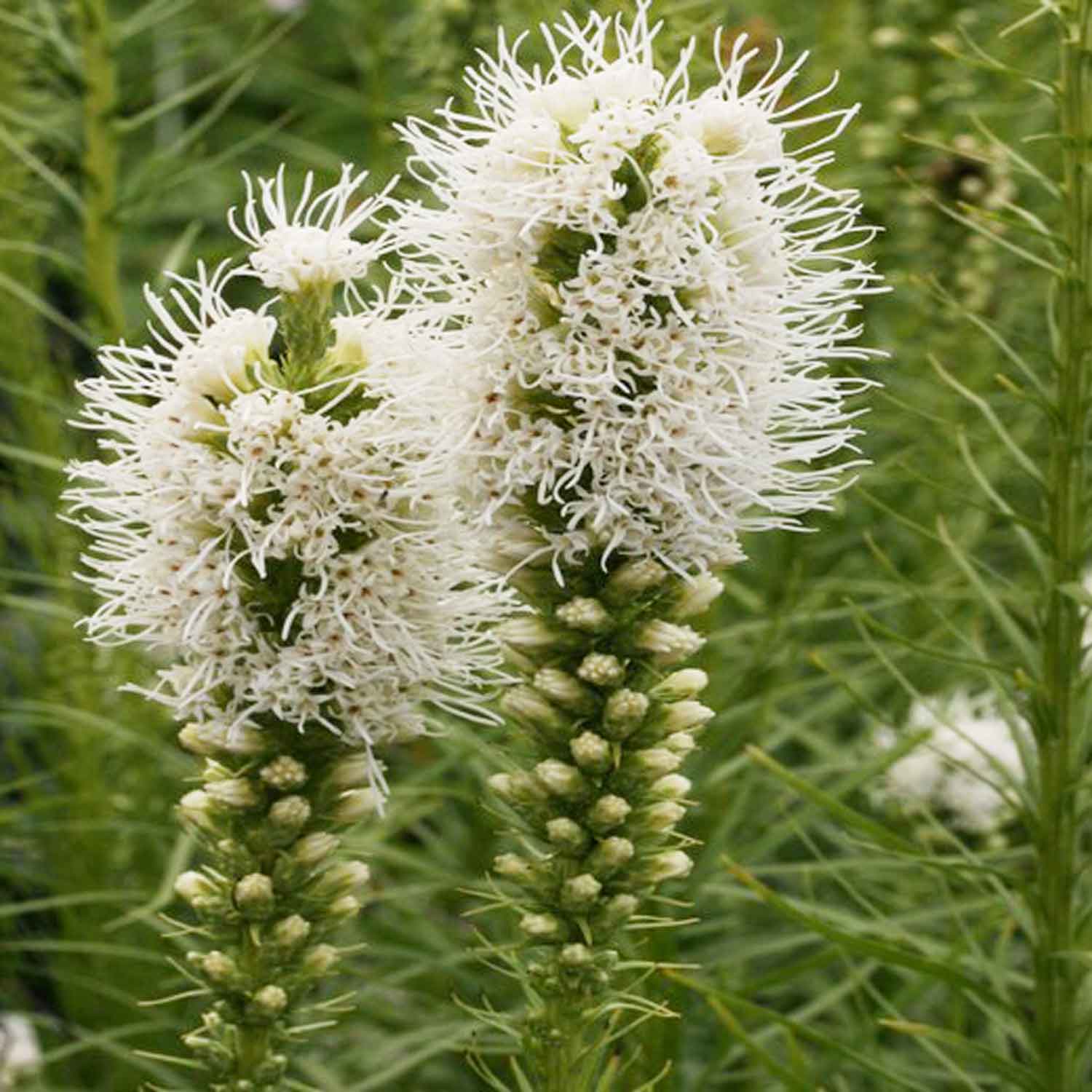 Liatris spicata 'Floristan Weiss' 11C