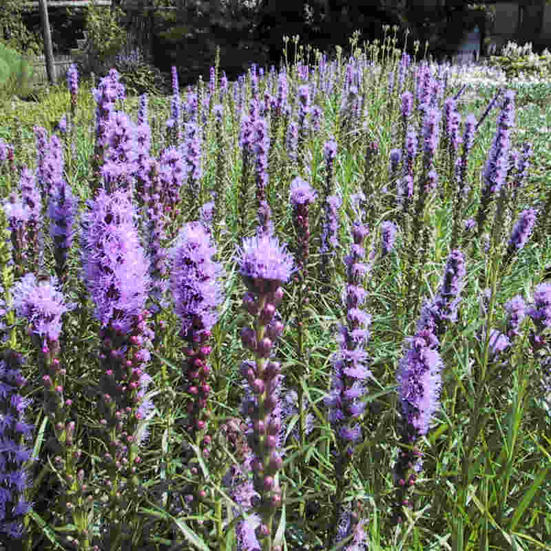 Lamp polisher - Liatris spicata 'Kobold' 11C