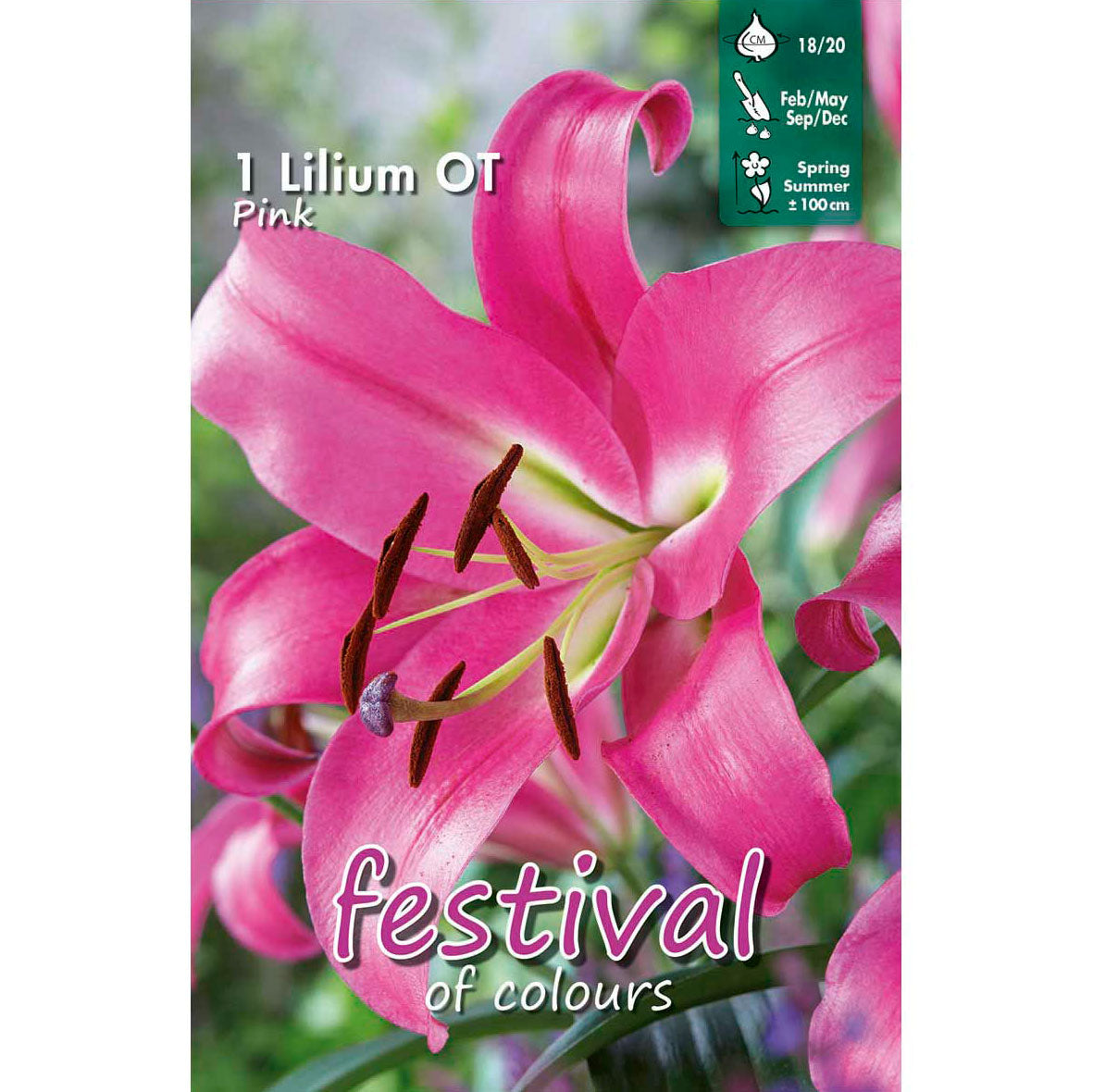 Lilium Pink OT Group (x14x1) 18/20 *670988*