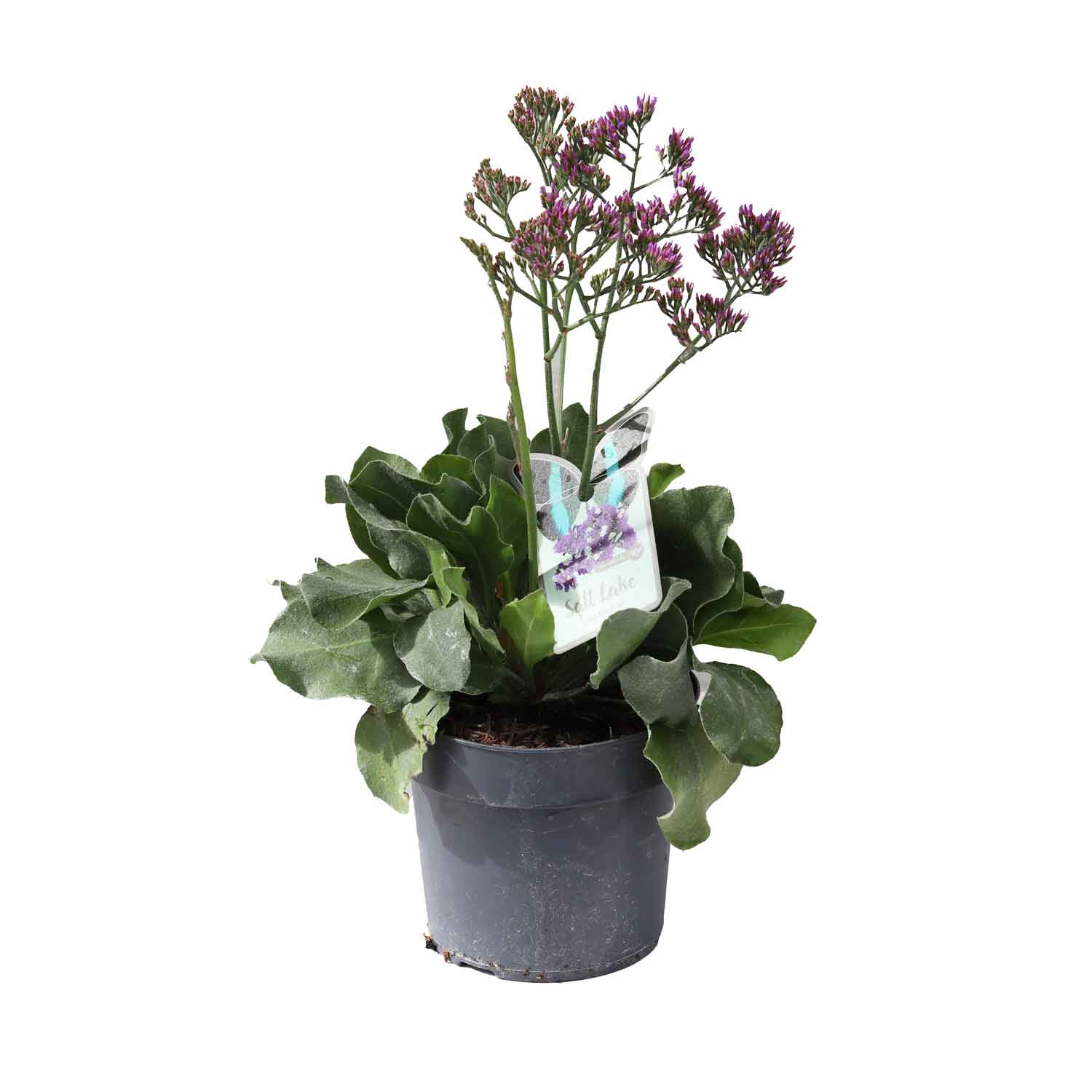 Limonium Salt Lake 17cm