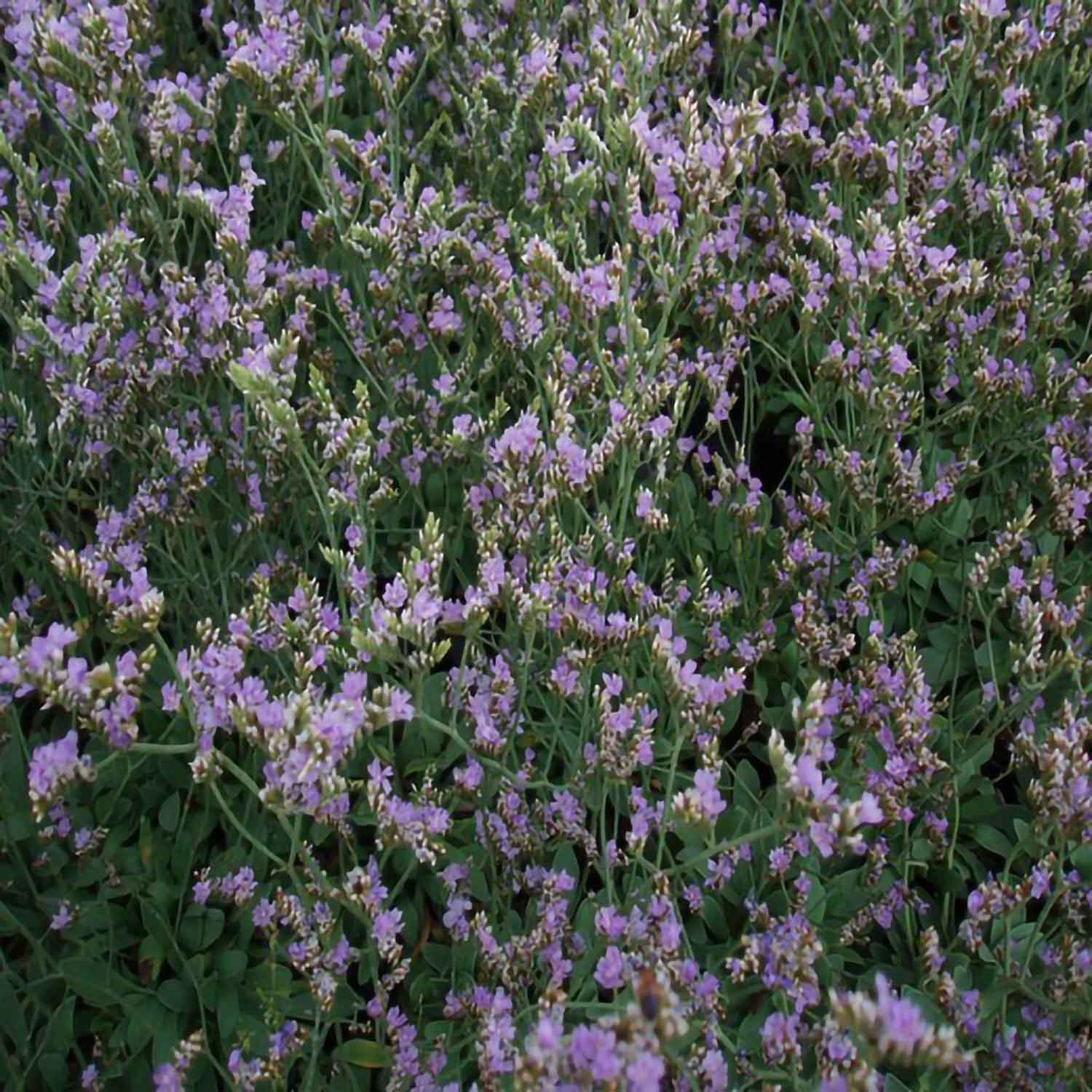 LIMONIUM latifolium 10 cm Potte