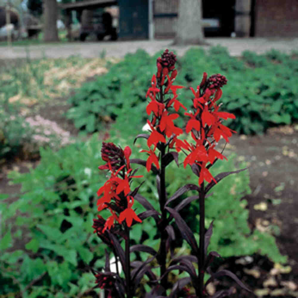 Lobelia cardinalis 'Queen Victoria' p9