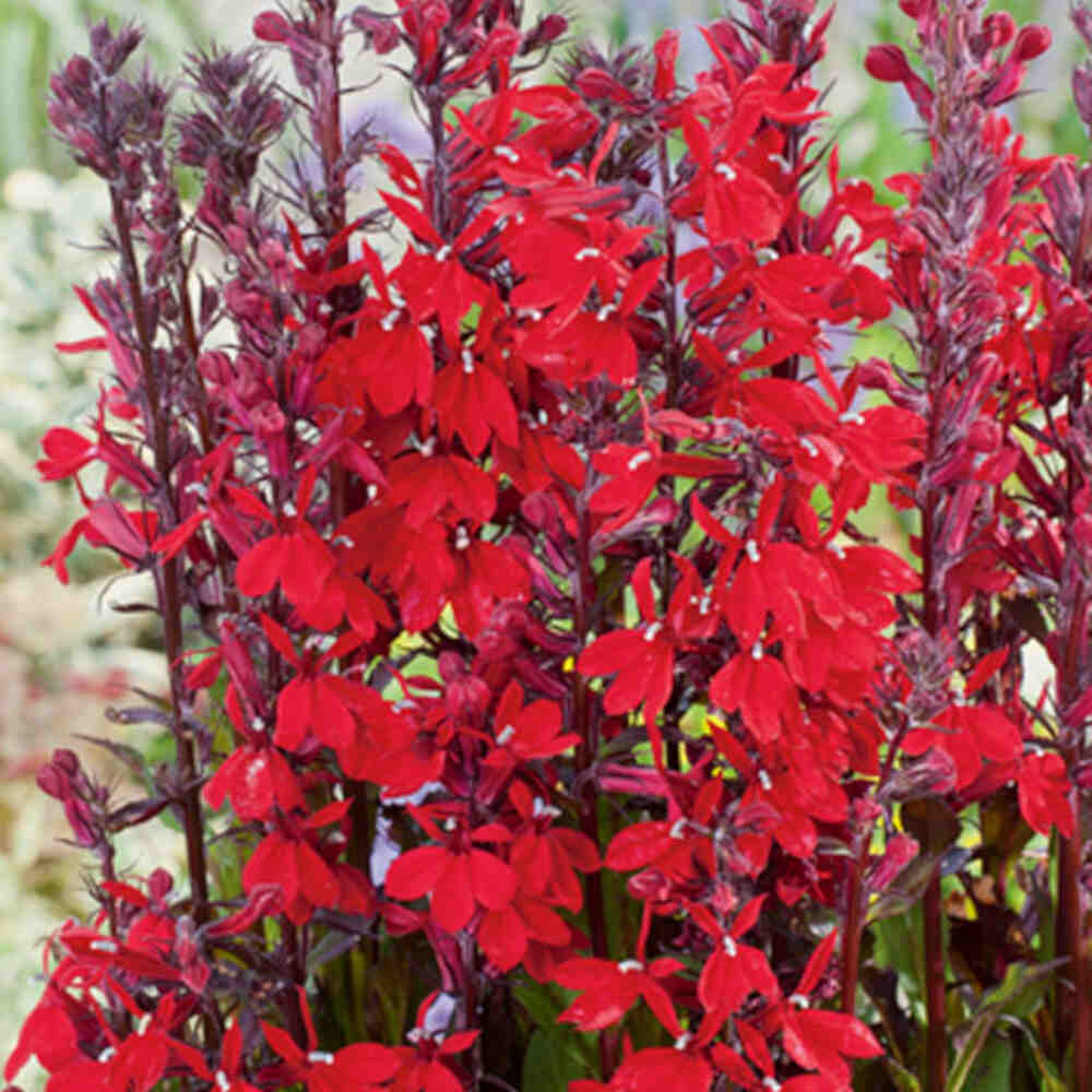 Lobelia cardinalis