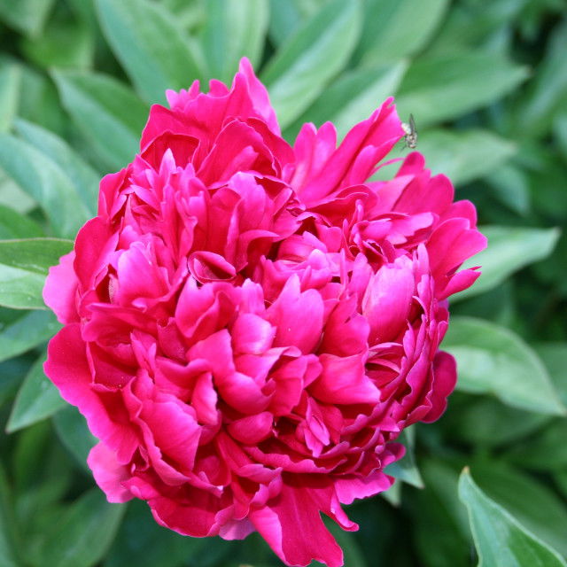 Silk Peony - Paeonia lactiflora 'Lowell Thomas'