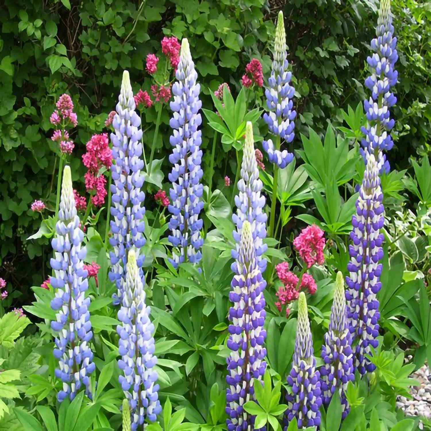 Lupinus polyphyllus 'Kastellan' 11C