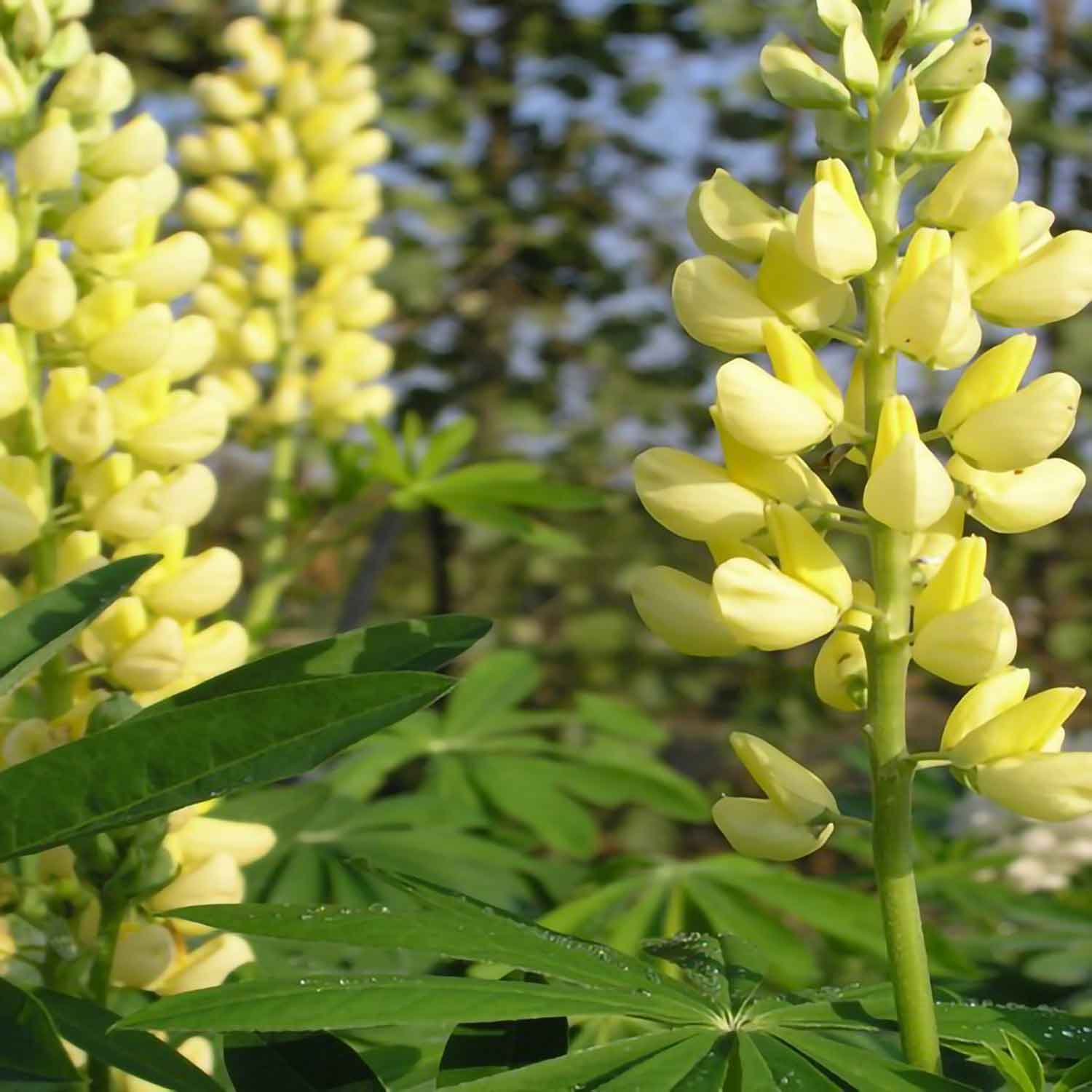 Lupinus polyphyllus 'Kronluchter' 11C