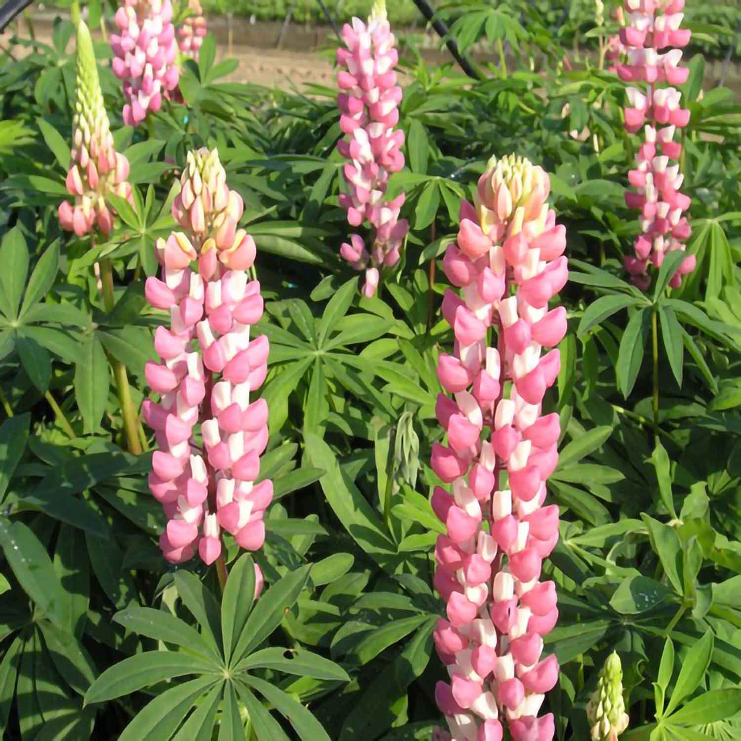 Lupinus polyphyllus 'Schlossfrau' 11C