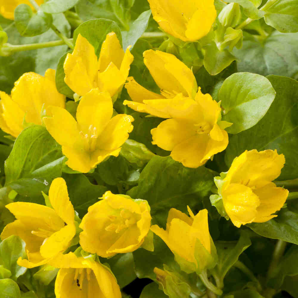 Lysimachia nummularia 9 cm. pott.