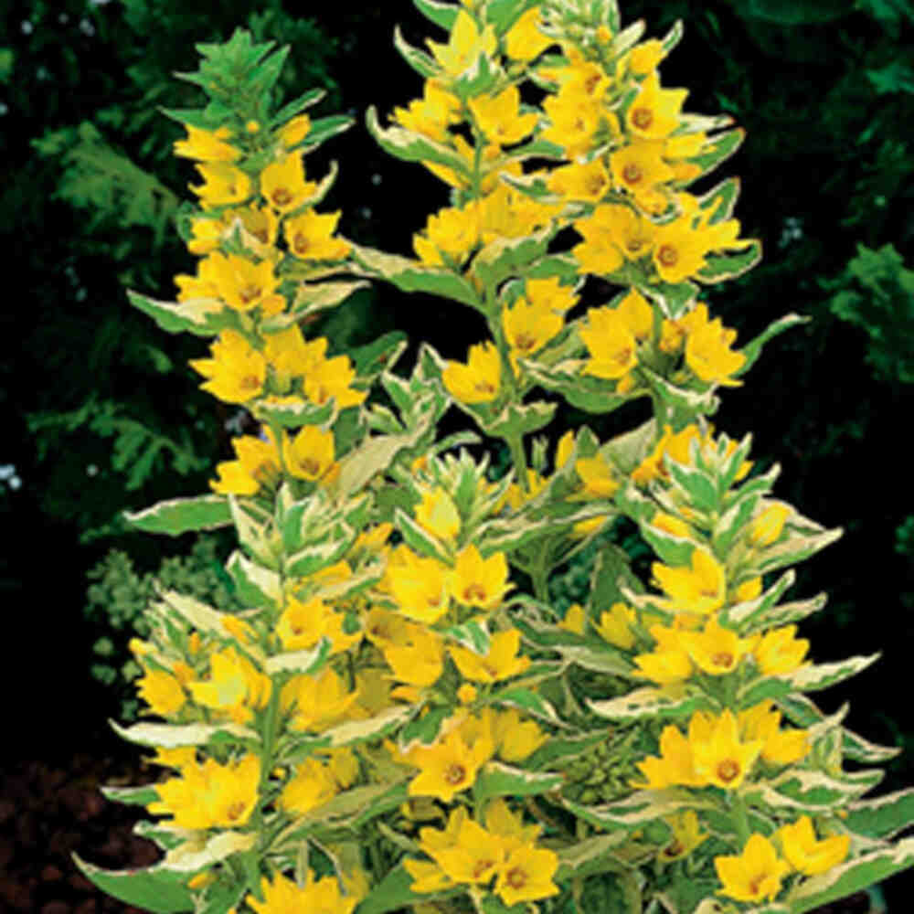 Lysimachia 'Variegata' p9