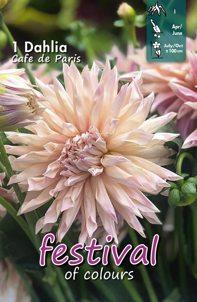 Dahlia Café de Paris