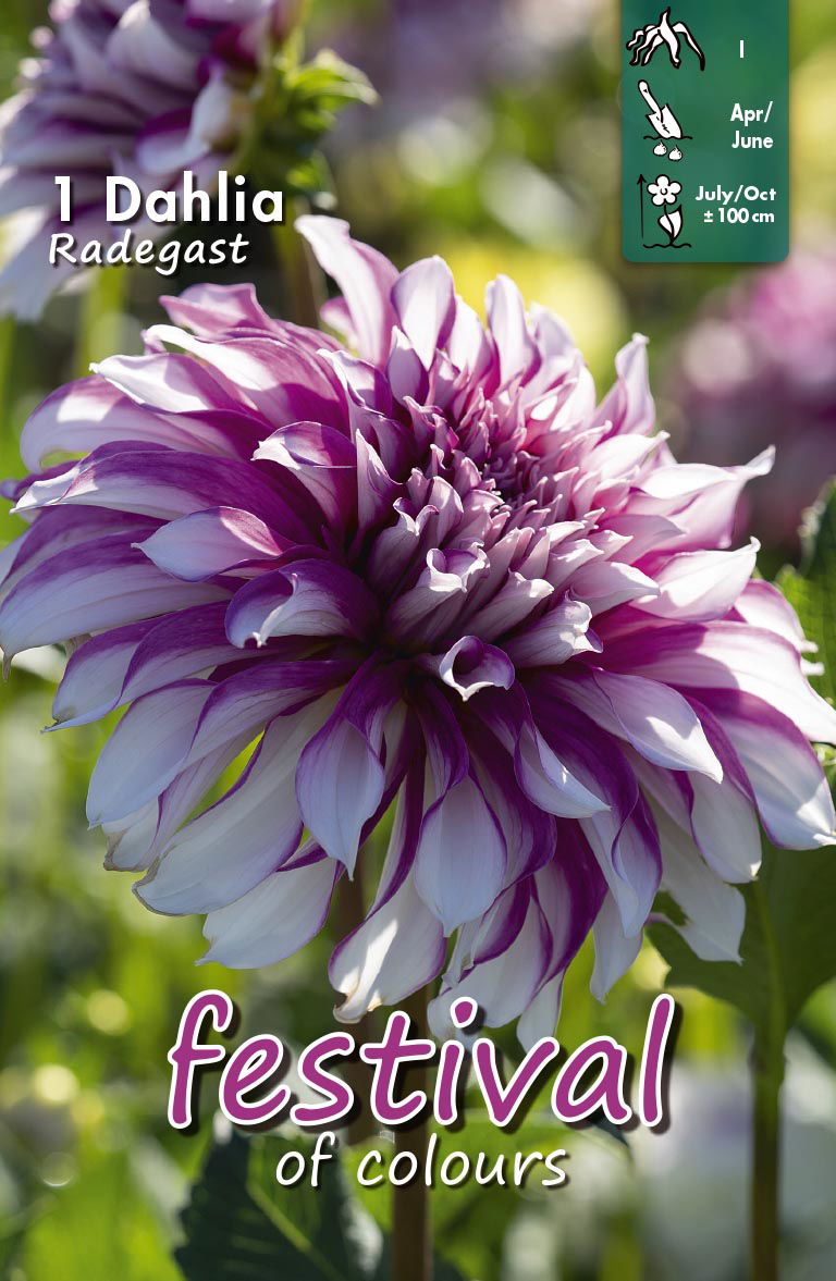 Dahlia Radegast Large-flowered