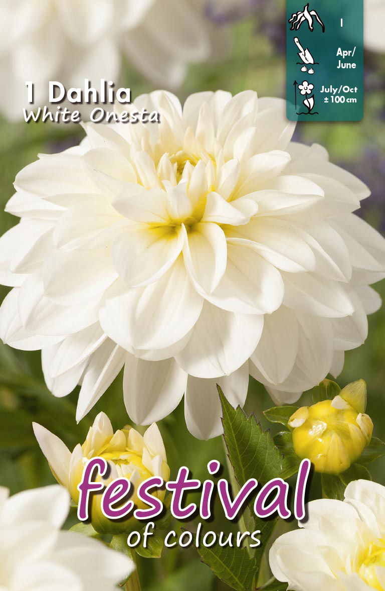 Dahlia White Onesta Waterlilly