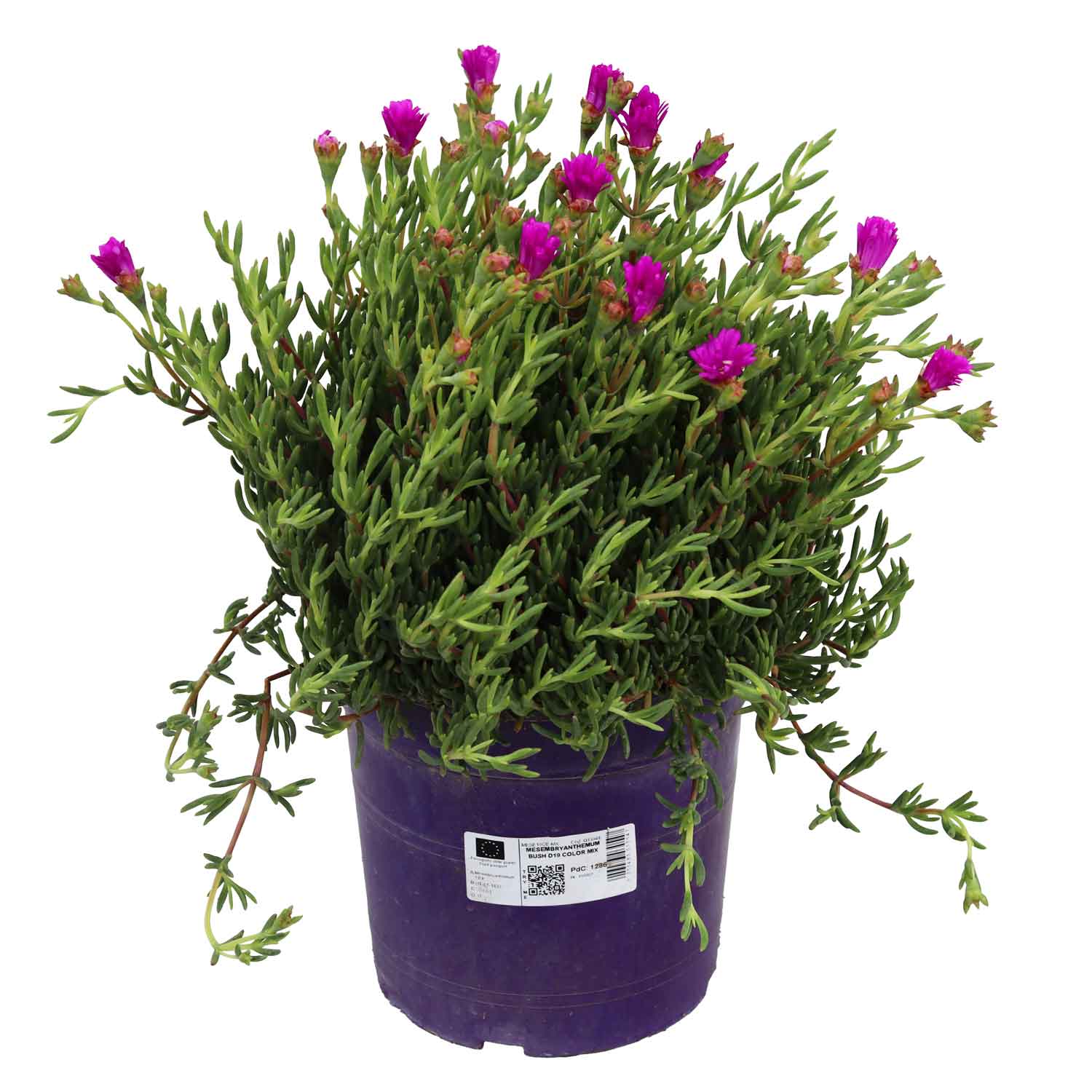 Mesembryanthemum Bush D19 Color Mix