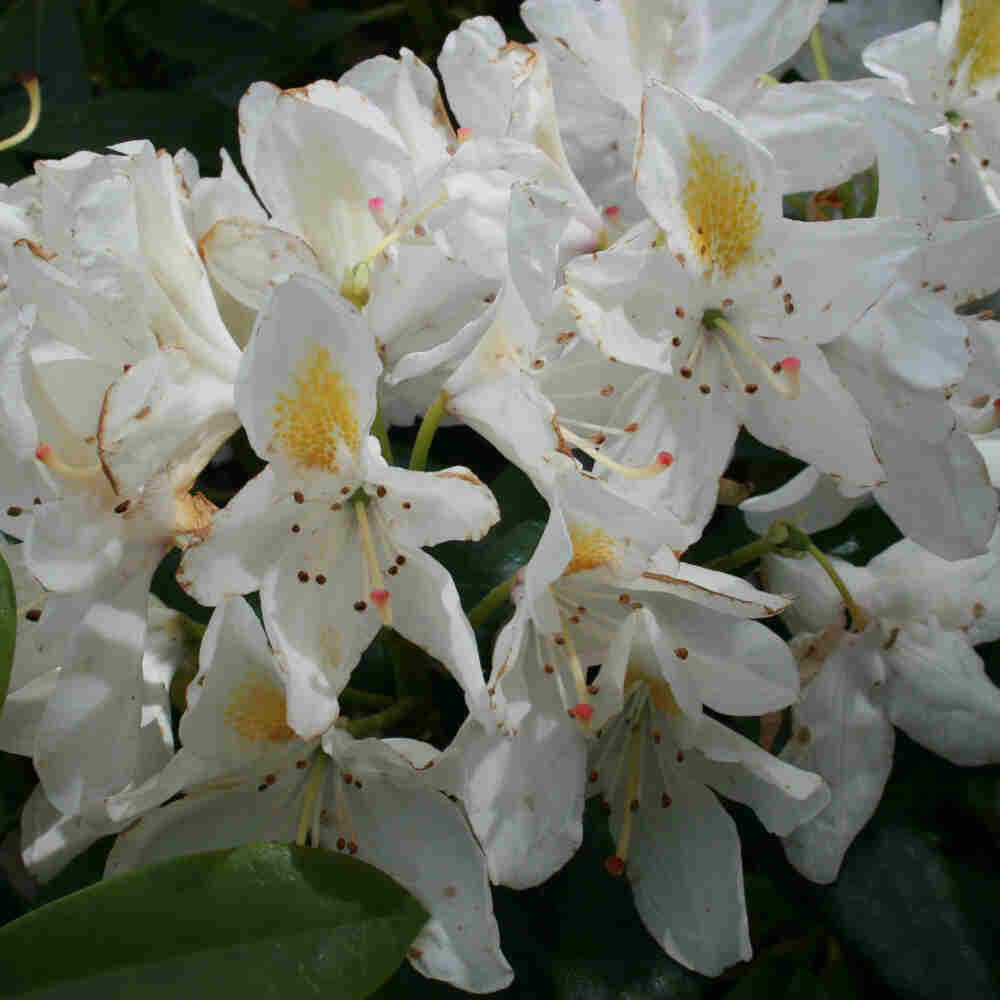 Rhododendron Hybrid 'Madame Masson'