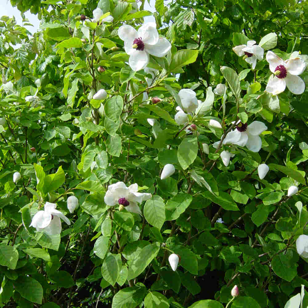 Magnolia sieboldii