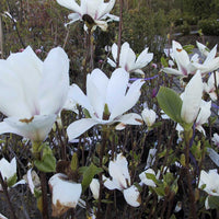 Magnolie