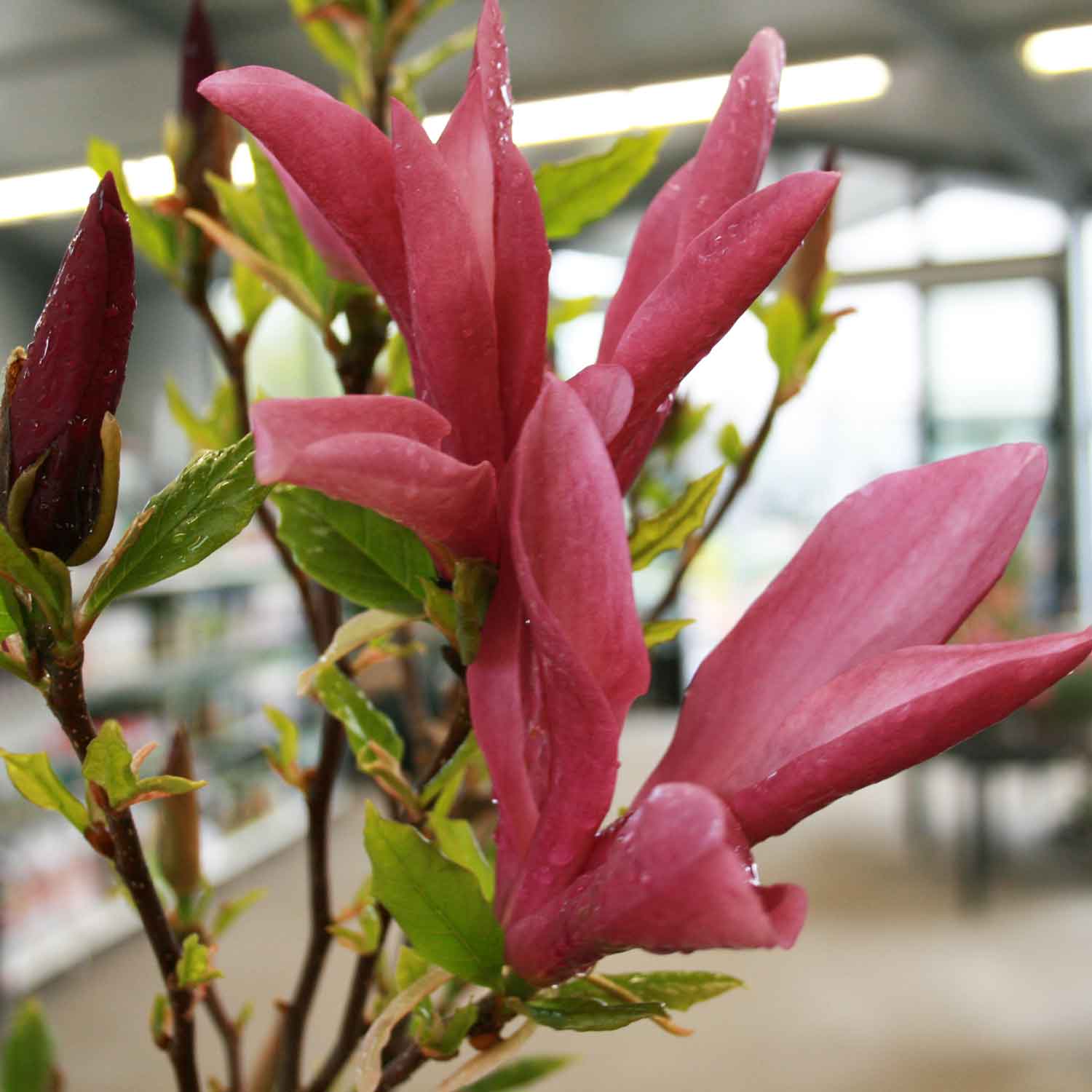 Magnolia 'Susan' C7,5 60/+ CM