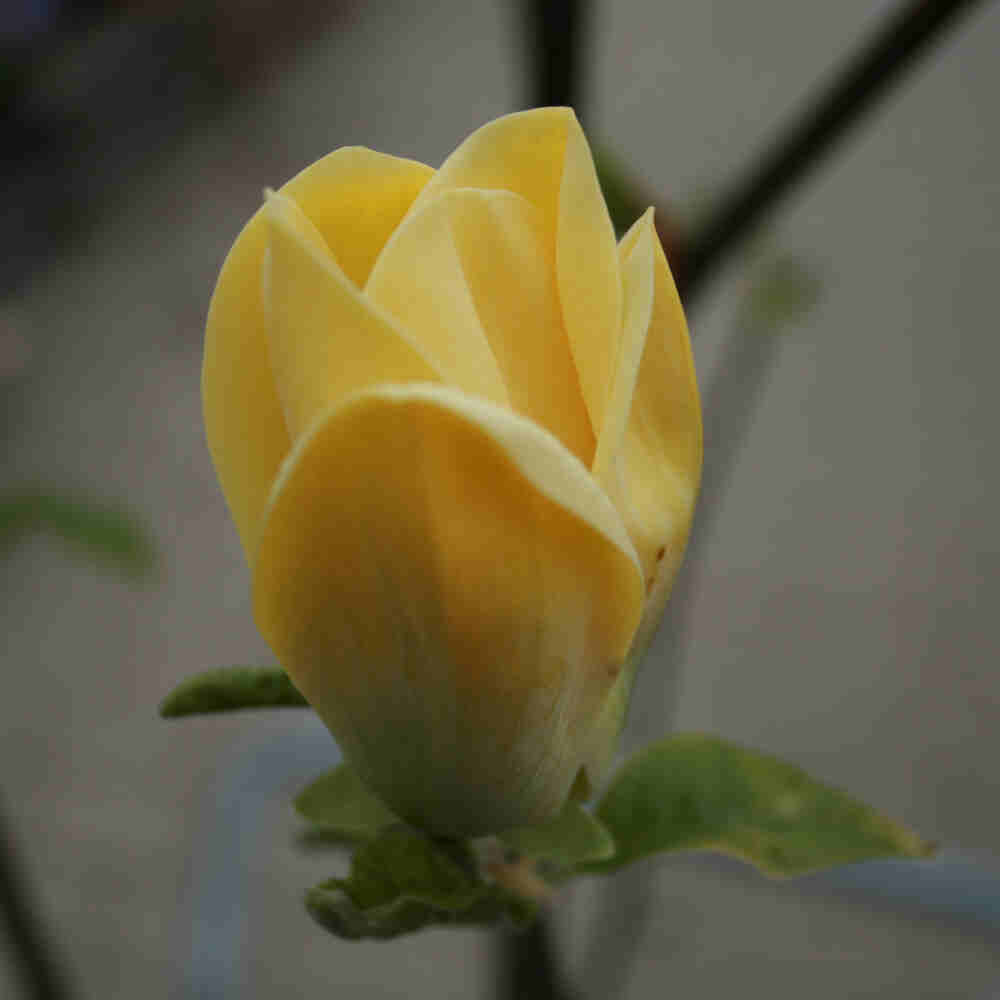 Magnolia 'Yellow Bird'