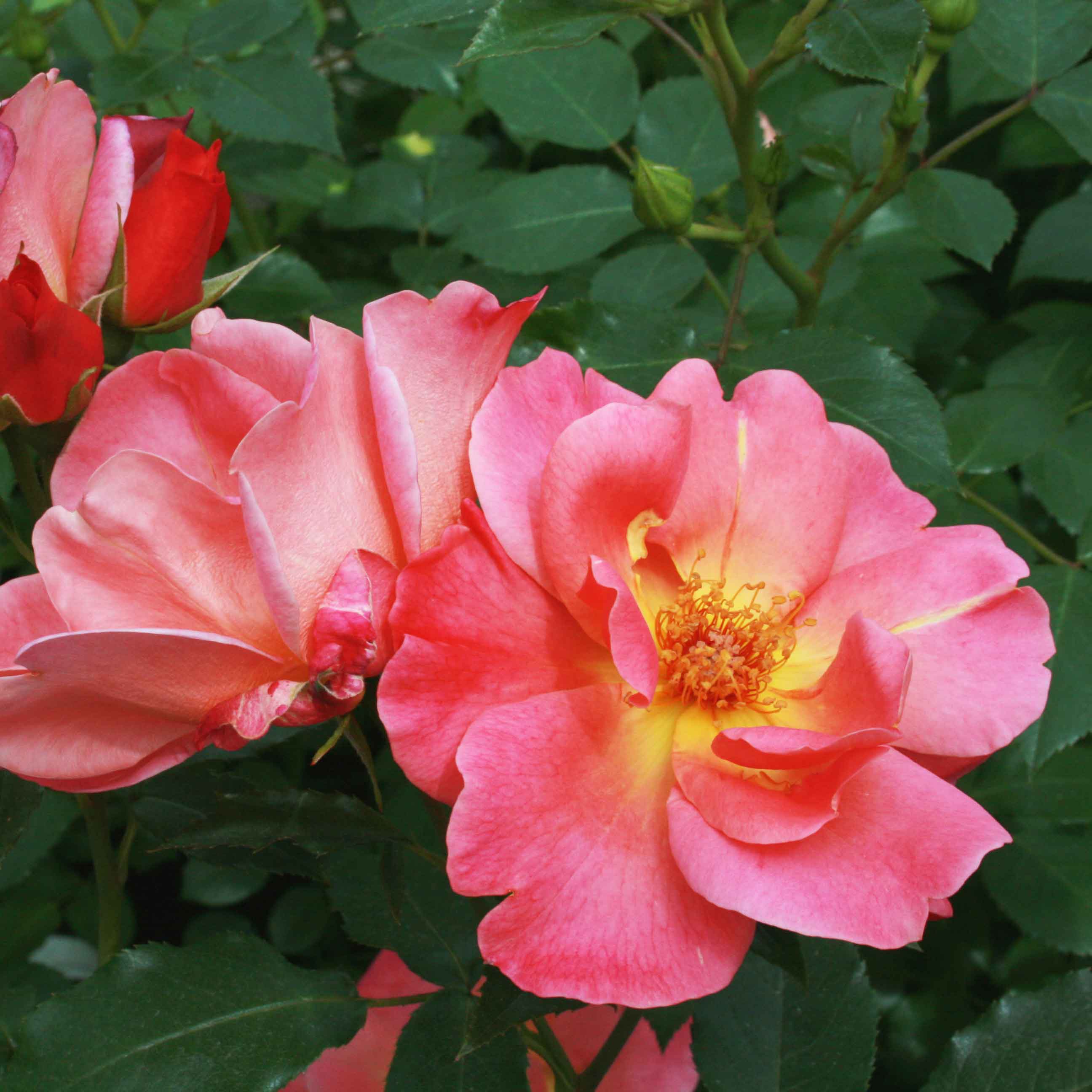 Rose 'Maisha'