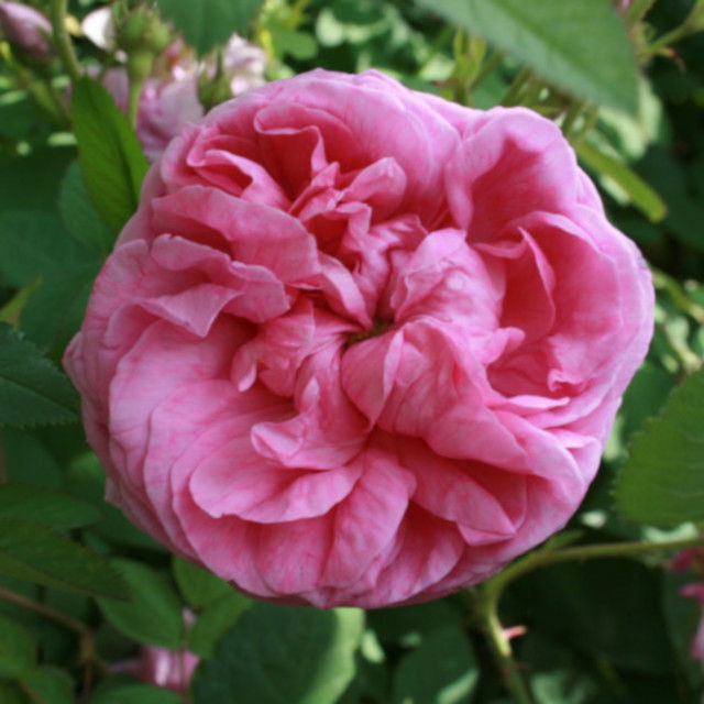 Rose centifolia 'Major'