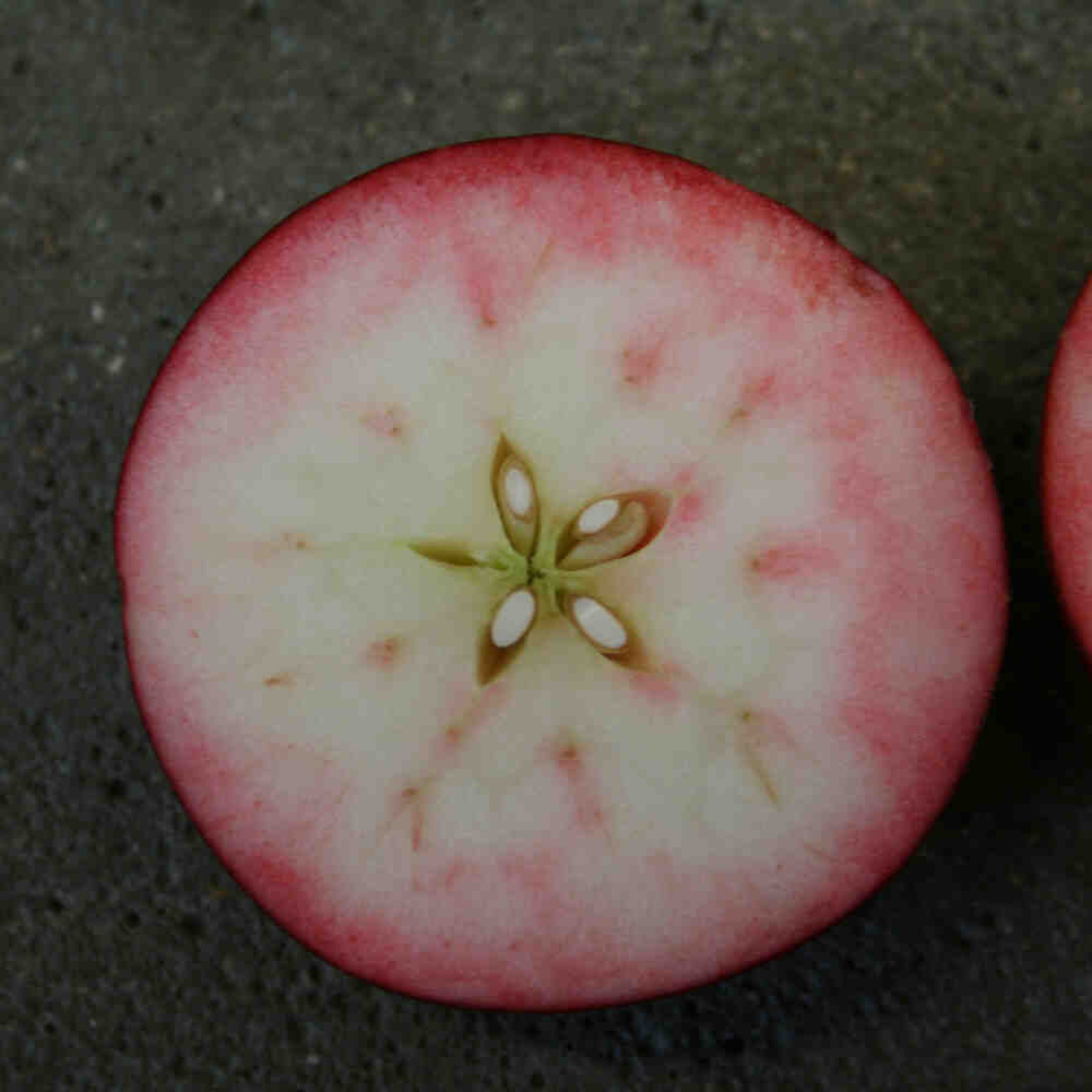 Æbletræ Rosette - Rødt frugtkød