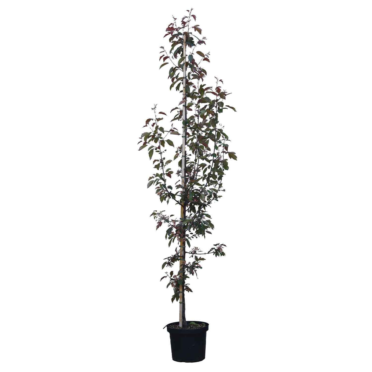 Malus p. 'Freja' Paradise apple THC 10L 175-200