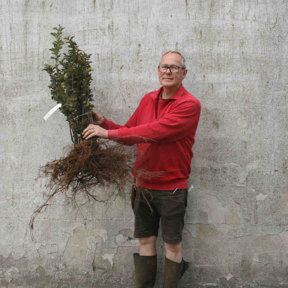 Paradisæble hæk - Malus sargentii 1/2 50-80cm